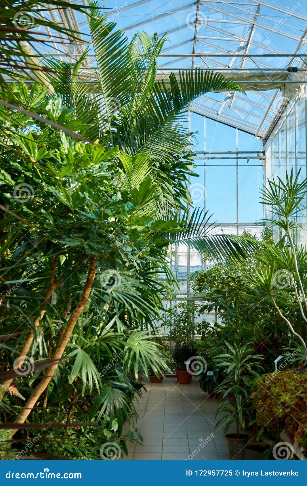 植物园里有热带异域植物的温室奥朗热里库存图片 图片包括有绿叶 异乎寻常 结构树 装饰 落叶