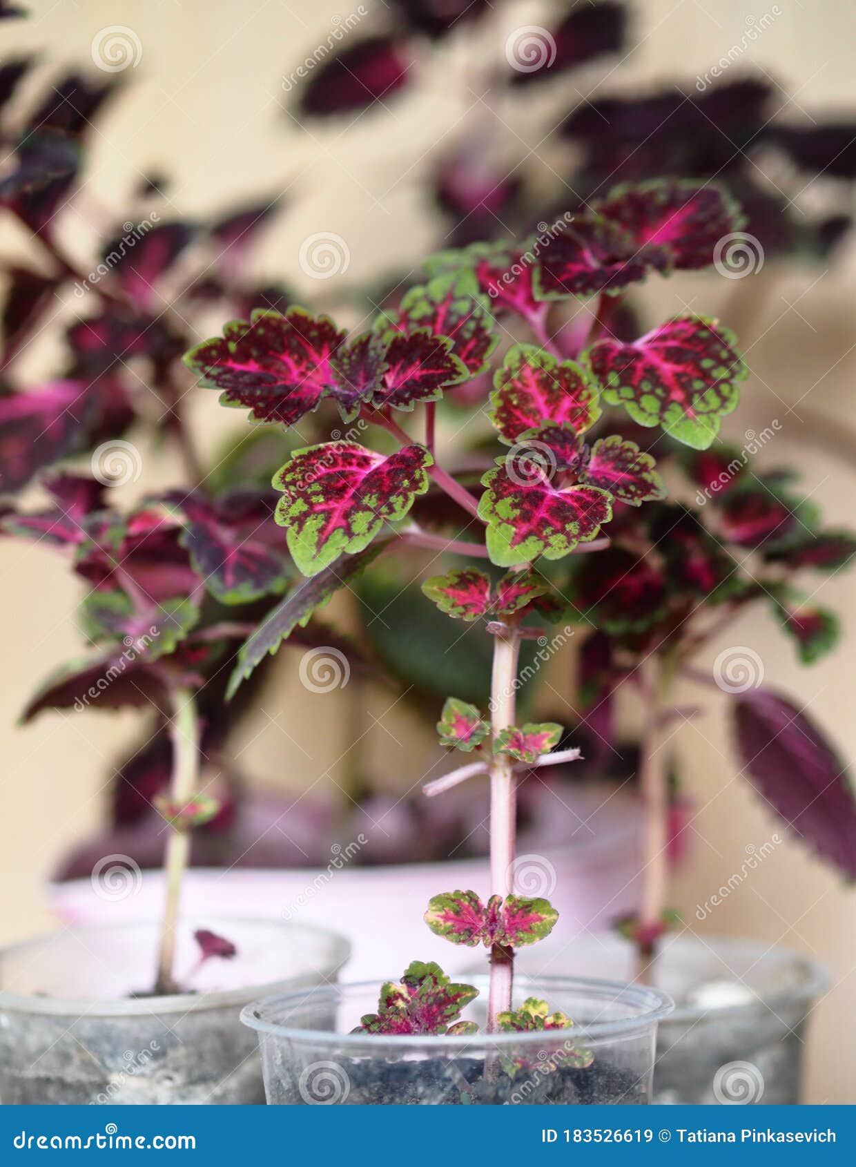 植物学植物的繁殖红芋幼苗在塑料杯中生长库存图片 图片包括有新建 盆栽 重点 五颜六色