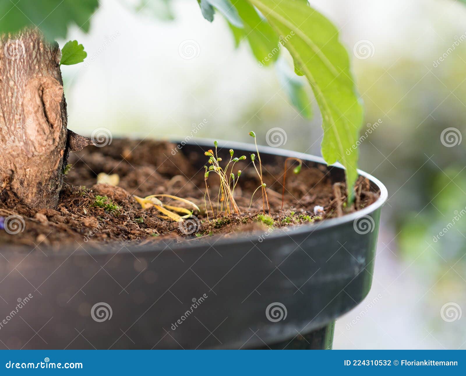 植物容器堆肥表面生长的苔藓库存照片 图片包括有污秽 天然肥料 管理 媒体 化学制品 文化 植物容器堆肥表面生长的苔藓库存照片 图片包括有污秽 天然肥料 管理 媒体 化学制品 文化