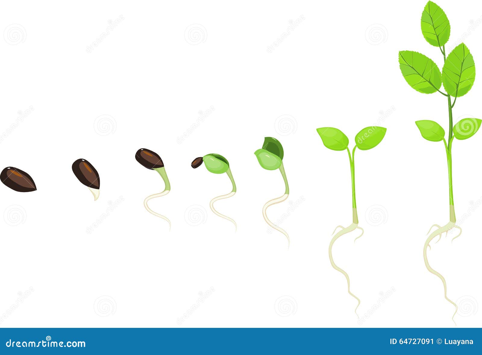 植物成长阶段向量例证 插画包括有幼木 生长 工厂 传记 种子 增长 问题的 新芽 谷物