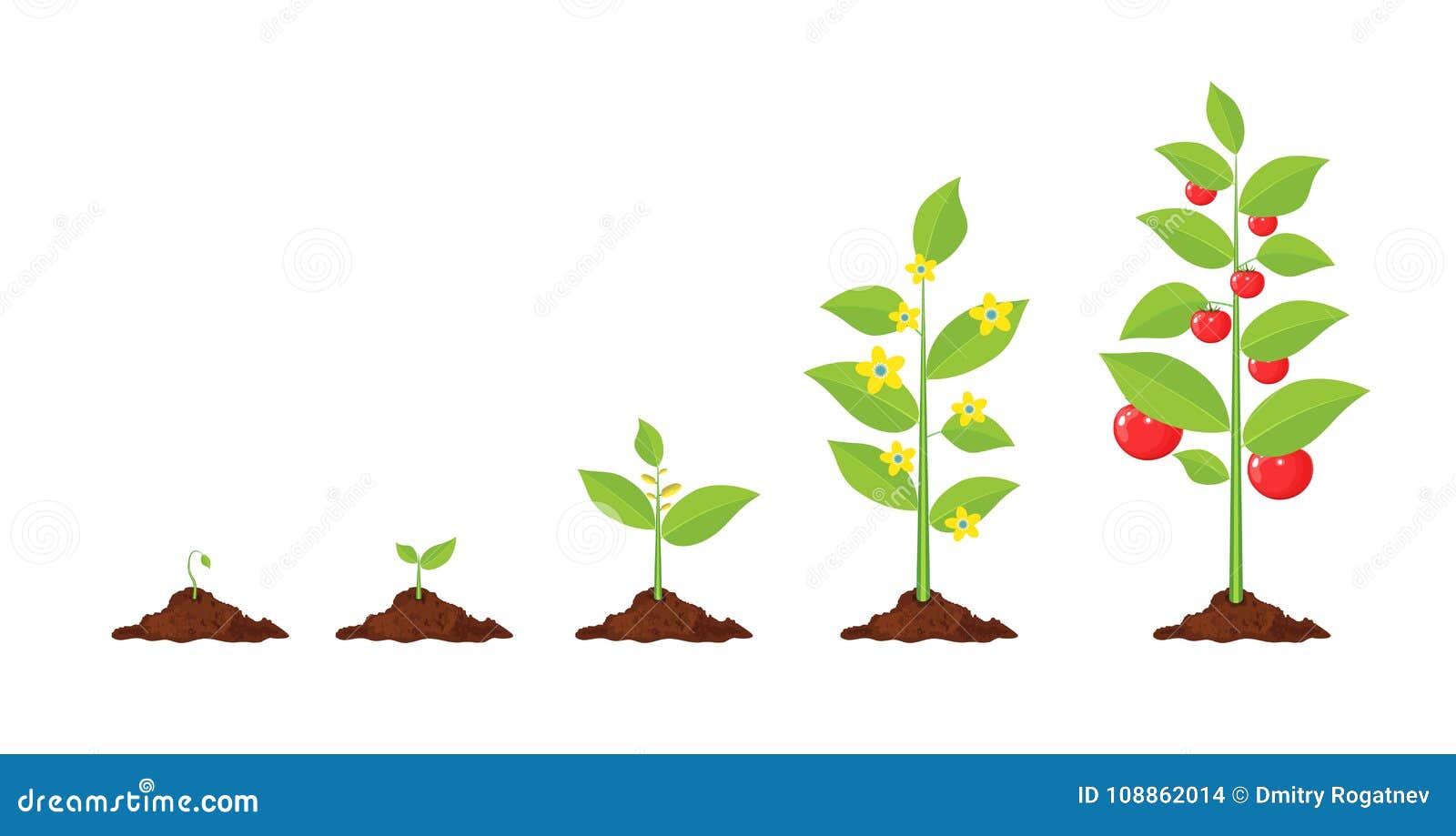 植物成长 从新芽到菜向量例证 插画包括有植物成长 从新芽到菜