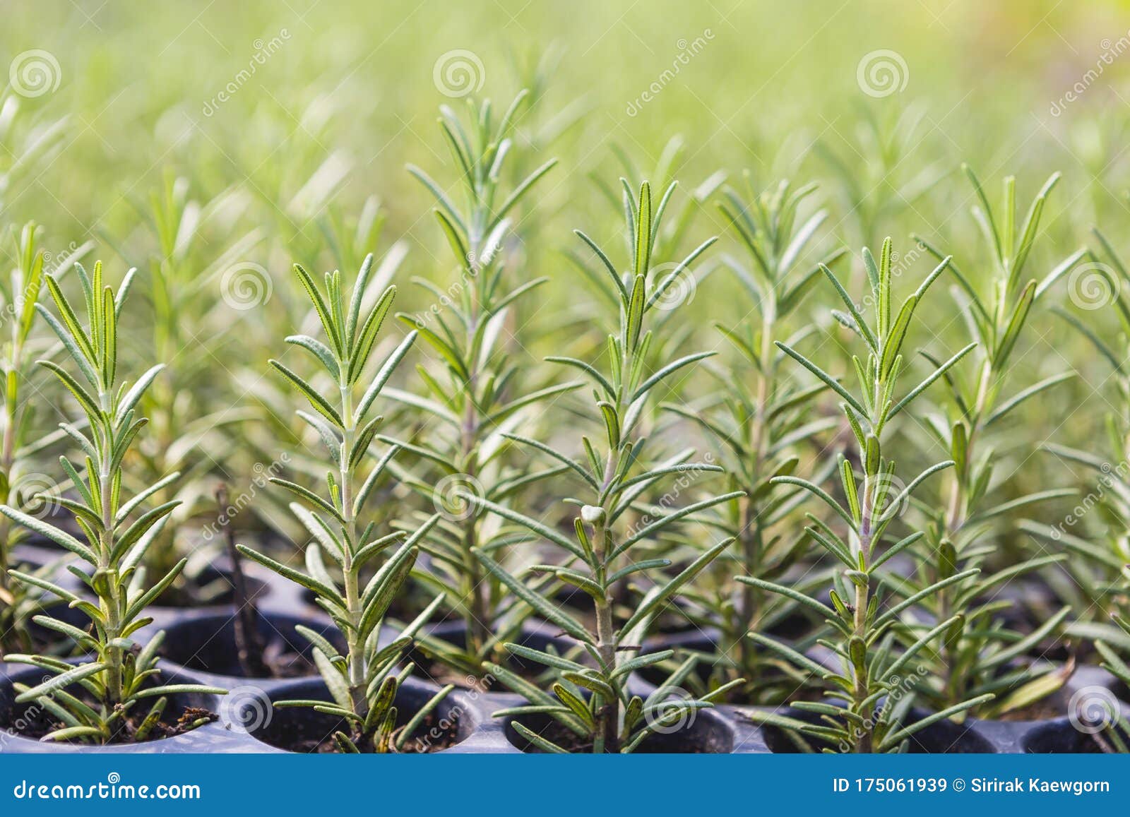 植物托盘中生长的鲜青迷迭香植物 户外日光 健康的鲜香草库存图片 图片包括有本质 环境