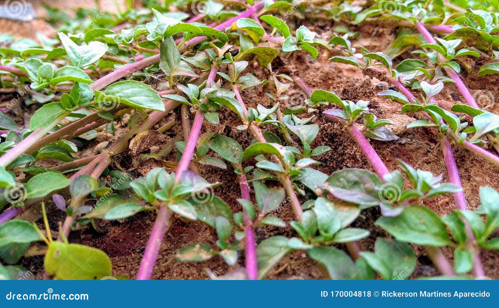 植物根系扩散库存照片 图片包括有有机 自然 农场 分布 食物 收获 本质 土壤 工厂 植物根系扩散库存照片 图片包括有有机 自然 农场 分布 食物 收获 本质 土壤 工厂