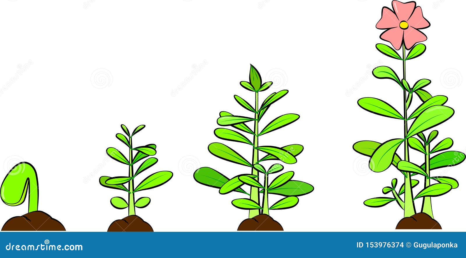 植物生长的阶段发芽在地面上的种子传染媒介o 生命周期和演变概念向量例证 插画包括有 植物生长的阶段发芽在地面上的种子传染媒介o 生命周期和演变概念向量例证 插画包括有
