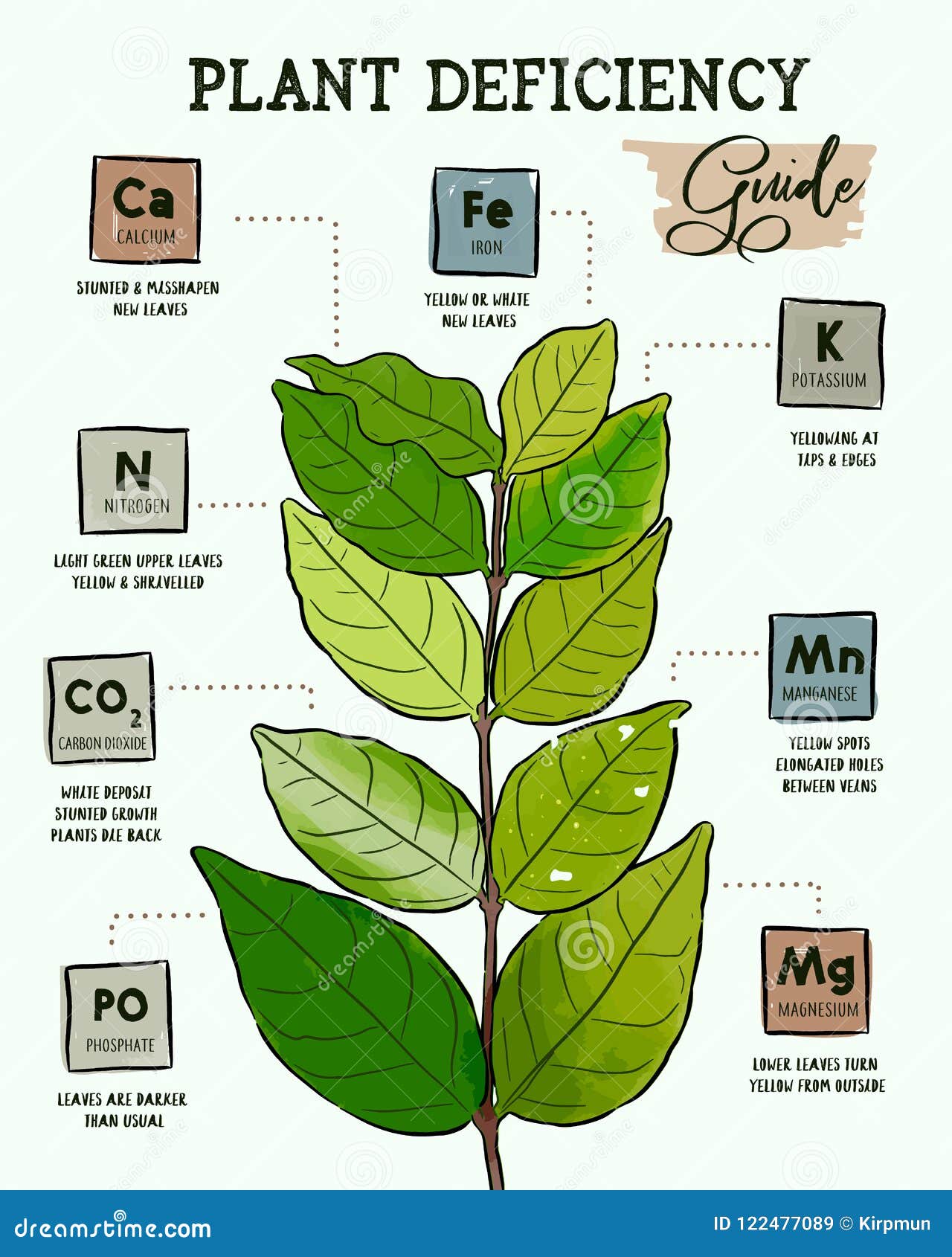 植物缺乏指南 种植问题向量例证 插画包括有问题的 定期 缺乏 动画片 传记 教育 简单