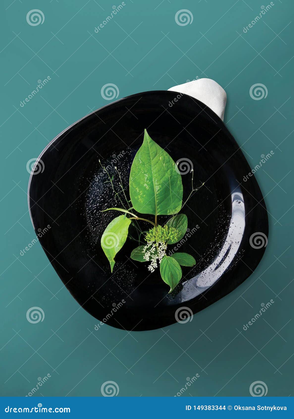植物 叶子和花花束 在深刻的蓝色背景隔绝的一个黑色的盘子植物的构成库存照片 图片包括有植物的构成 植物 叶子和花花束 在深刻的蓝色背景隔绝的一个黑色的盘子