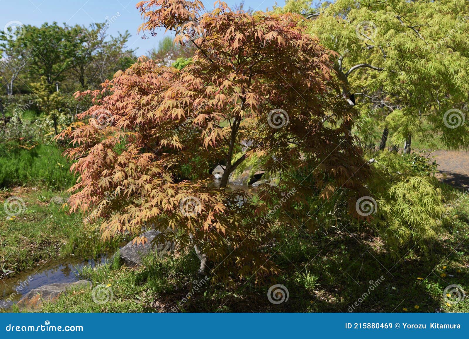 様々な種類の 日本のカエデ の葉や花 Stock Image Image Of Japonicum