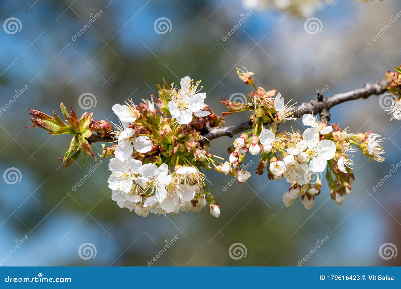 樱桃树球状花团细节白色花瓣花球春开果树枝库存图片 图片包括有叶子 捷克语 竹子 小花