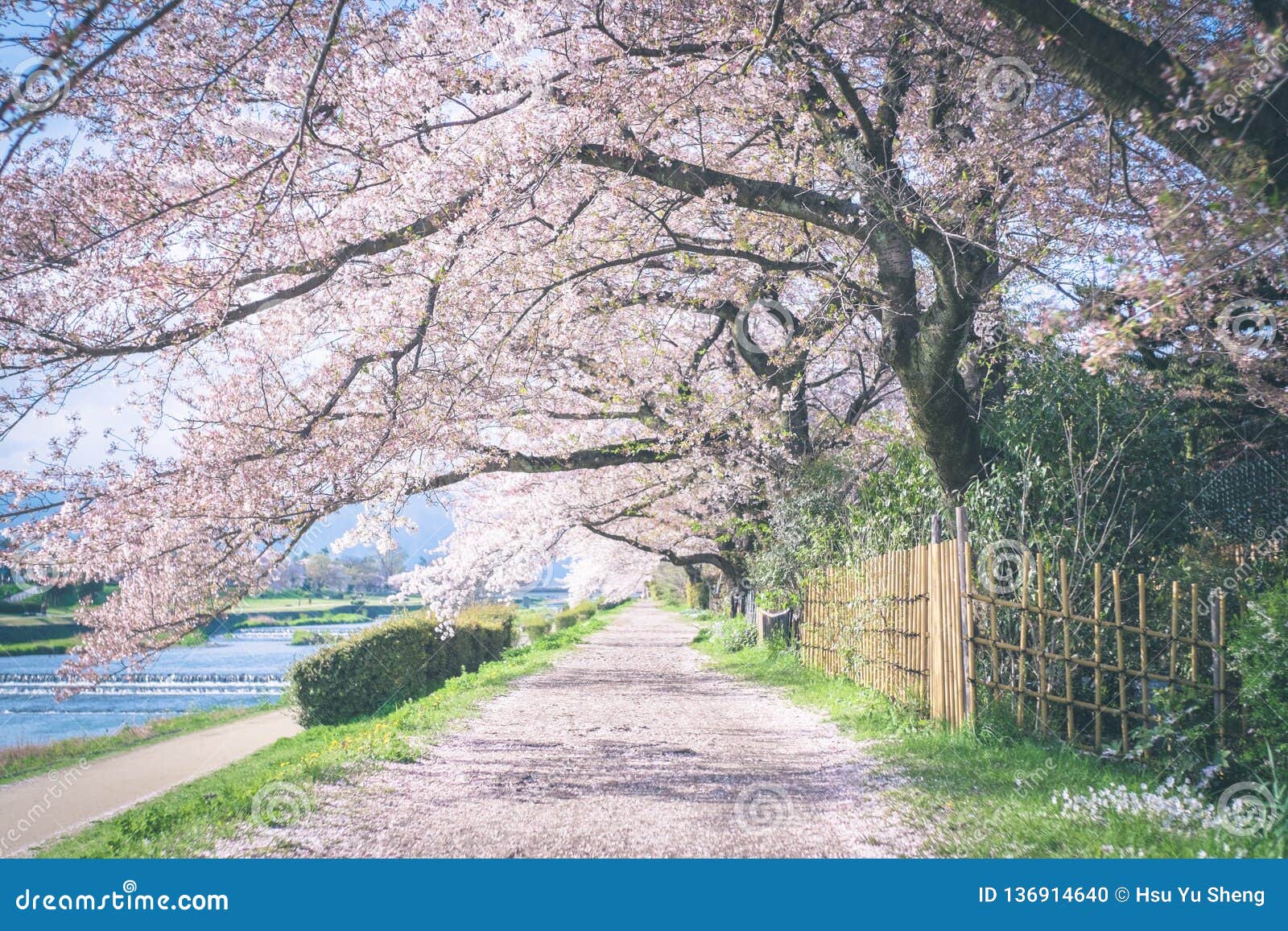樱花季节的鸭川市河在京都市 日本库存照片 图片包括有旅途 安排 行军 横幅提供资金的 自然 136914640