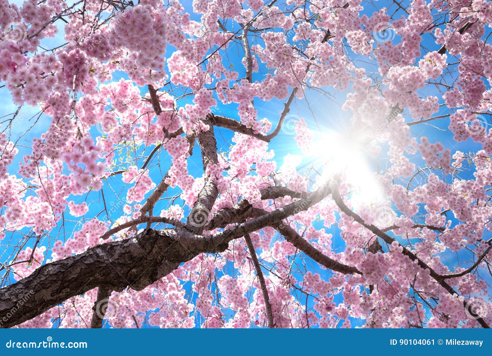 樱花树库存图片. 图片包括有放光, 季节性, 植物群, 绽放, 背包, 日本, 蓝色, 云彩, 日语- 90104061