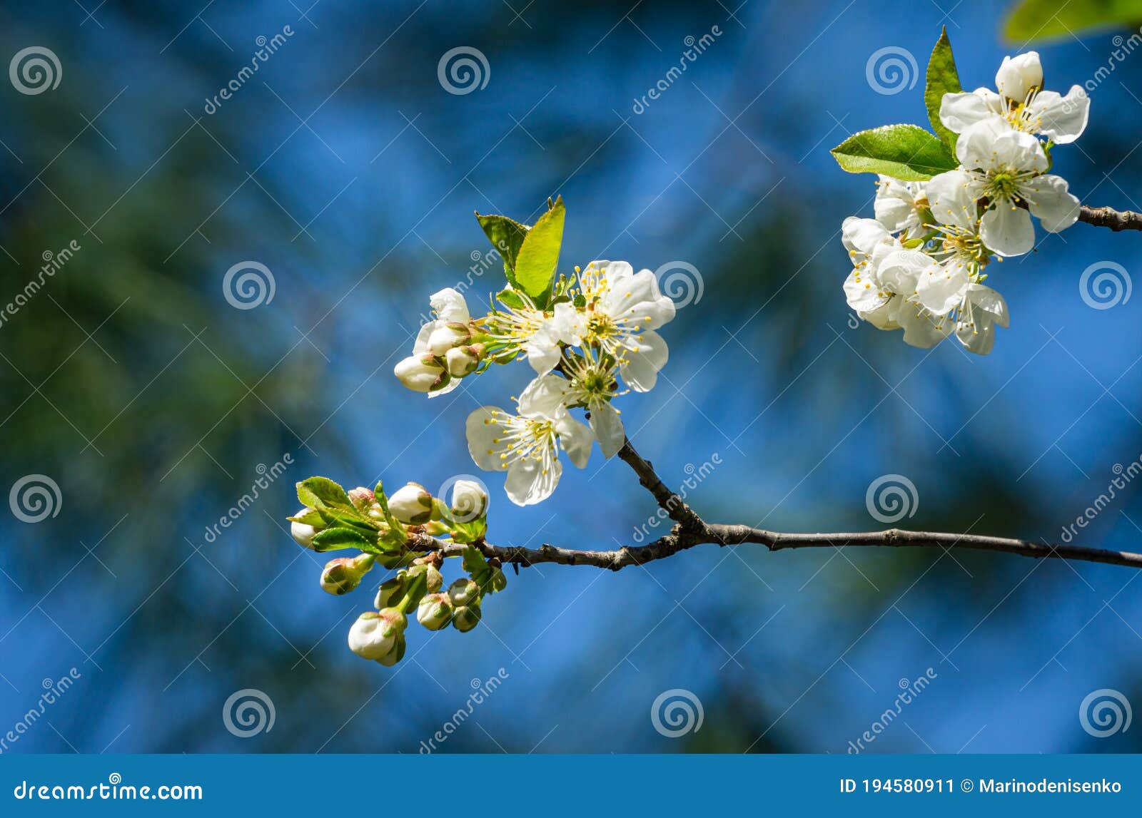 樱花绽放季节 春园白花 阳光明媚的樱花特写库存图片 图片包括有复制 开花 庭院 重点
