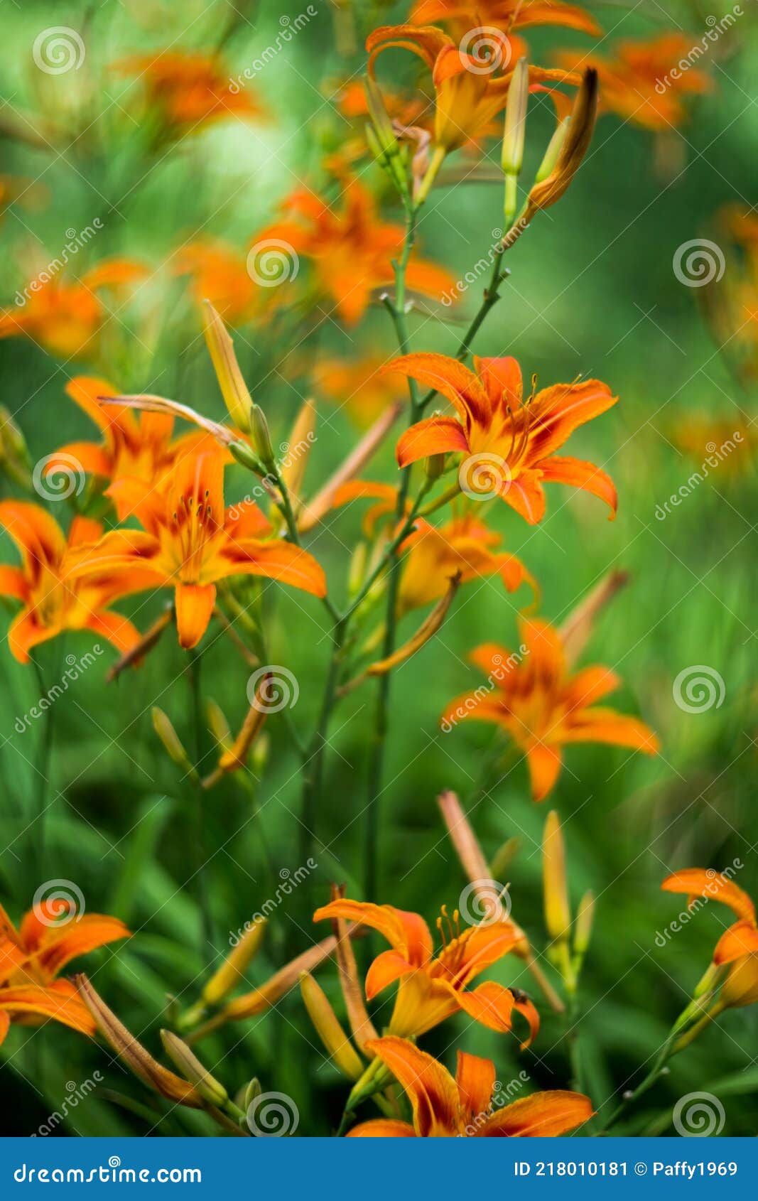 橘子夏百合花库存图片 图片包括有橙色 夏天 春天 照亮 生动 季节 开花 相当 新鲜 橘子夏百合花库存图片 图片包括有橙色 夏天 春天 照亮 生动 季节 开花 相当 新鲜