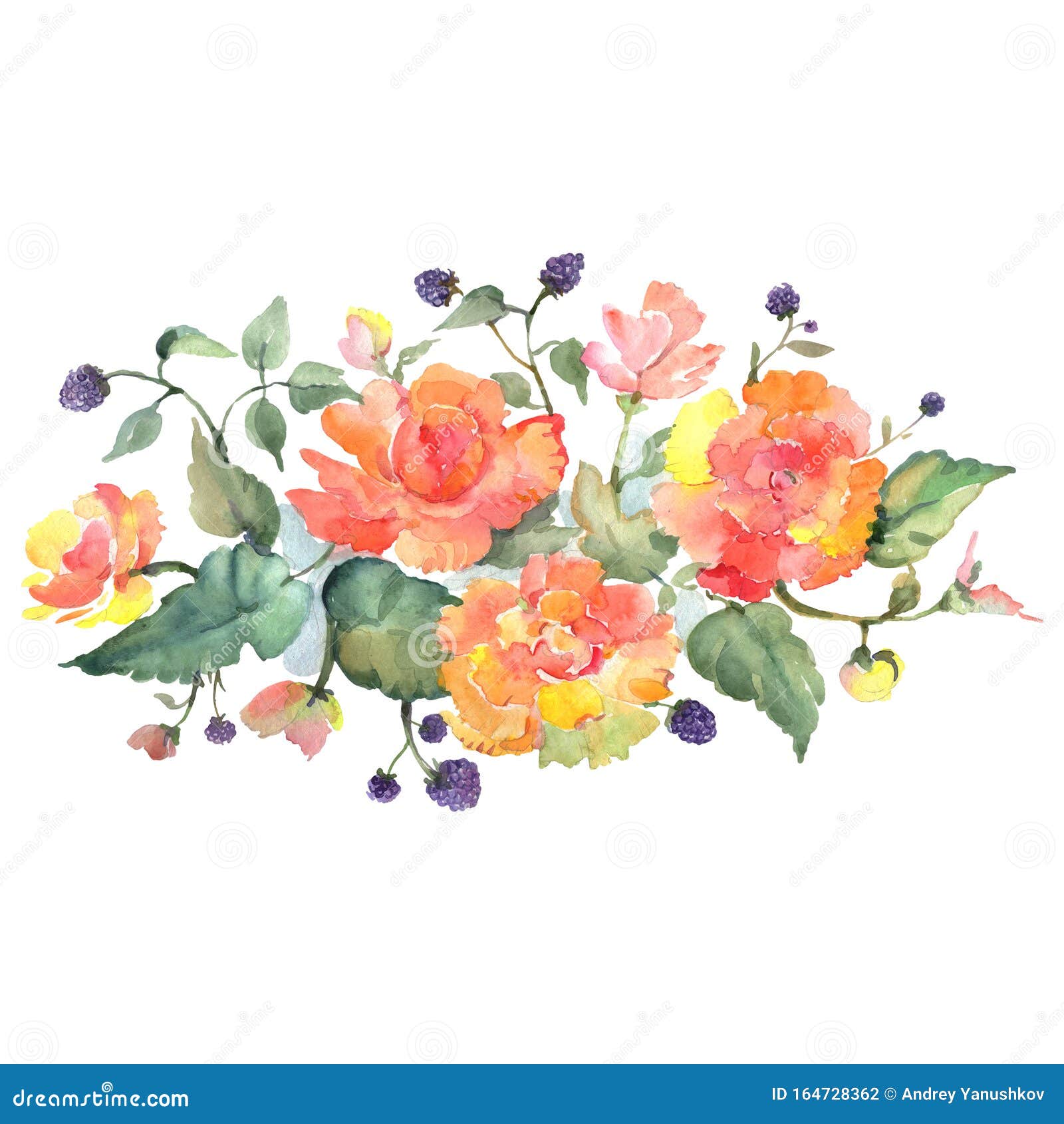 橙玫瑰花花卉植物花水彩背景集隔离花束插图元件库存例证 插画包括有艺术 装饰品 植物群 秋天