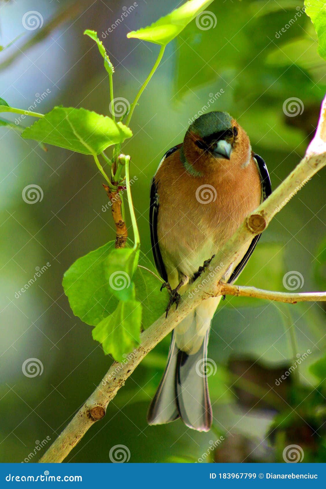 橙胸蓝头鸟库存图片 图片包括有迁移 逗人喜爱 橙色 食者 栖息 羽毛 鸣鸟 蓝色