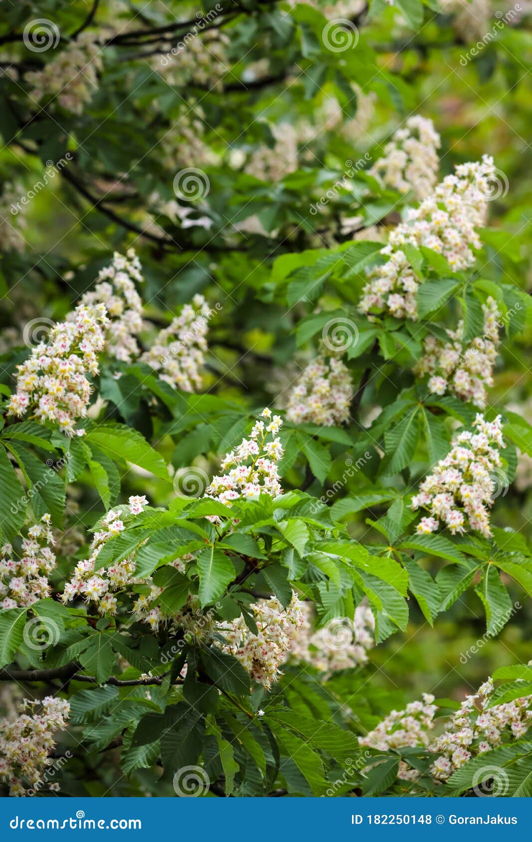 欧洲板栗树库存照片 图片包括有更多 花粉 工厂 植物群 本质 季节 开花的 种子