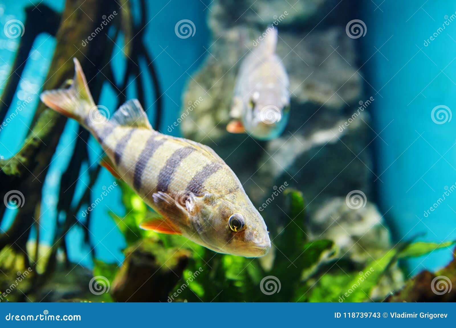 欧洲栖息处 在淡水水族馆的镶边肉食鱼库存图片 图片包括有环境 五颜六色 茴香 动物区系 海洋 欧洲栖息处 在淡水水族馆的镶边肉食鱼库存图片 图片包括有环境 五颜六色 茴香 动物区系 海洋