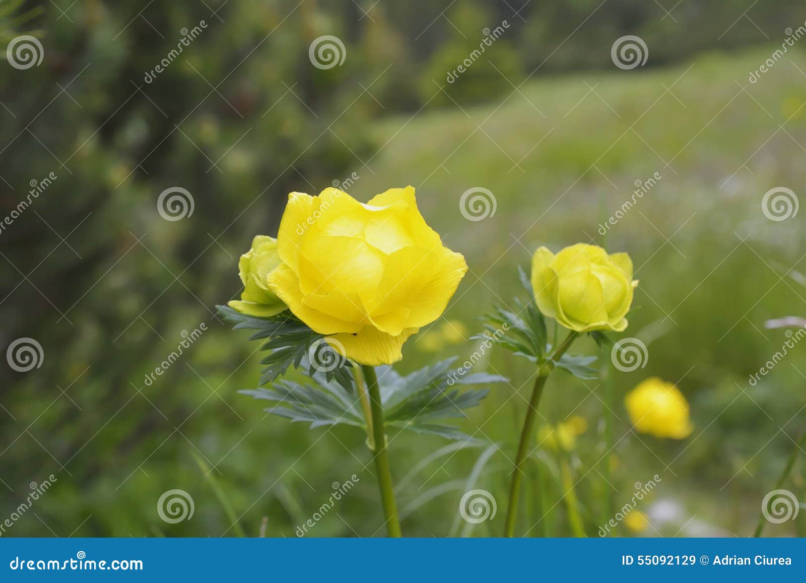 欧洲金梅草属植物 金莲花europaeus 库存图片 图片包括有金莲花europaeus 欧洲金梅草属植物 欧洲金梅草属植物 金莲花europaeus 库存图片 图片包括有金莲花europaeus 欧洲金梅草属植物