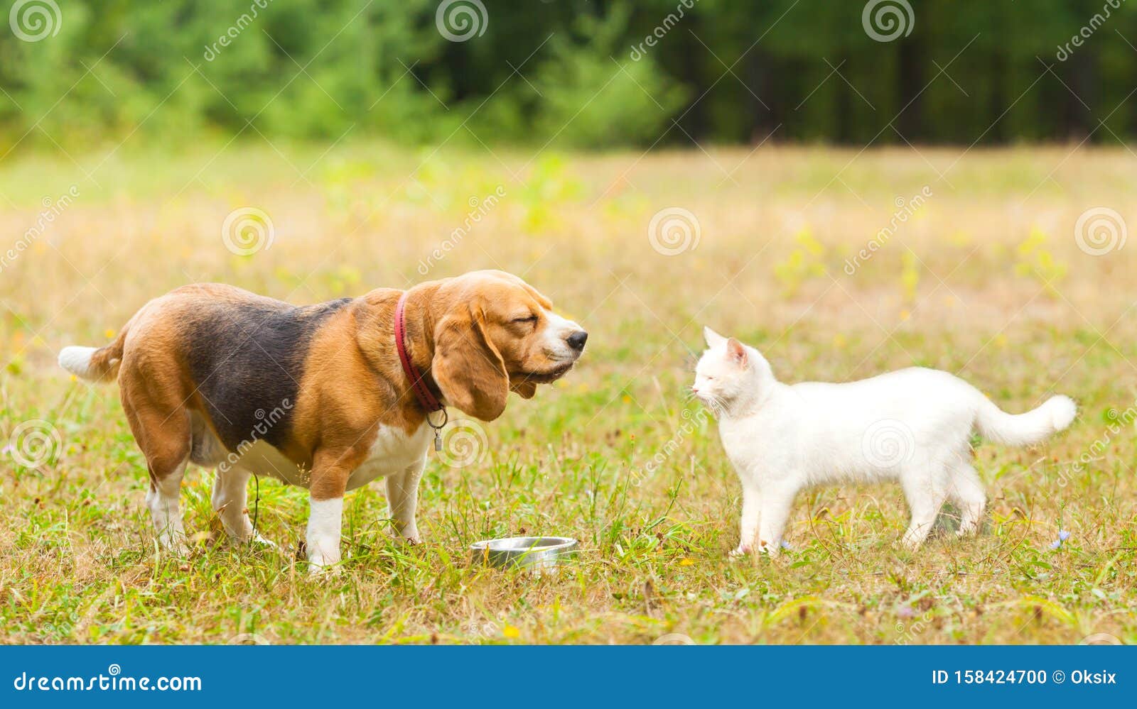 比格犬见一只白安哥拉猫库存照片 图片包括有额嘴 小狗 表达式 会议 长度 乐趣 愉快 比格犬见一只白安哥拉猫库存照片 图片包括有额嘴 小狗 表达式 会议 长度 乐趣 愉快