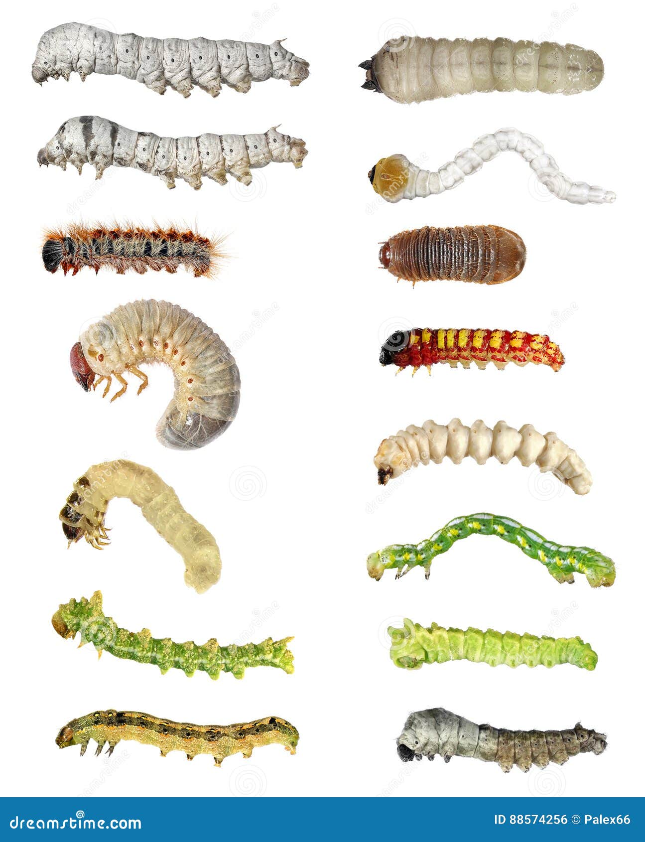 毛虫幼虫变化被隔绝的昆虫库存照片 图片包括有本质 害虫 防护 口鼻部 珠宝 阶段 蝴蝶
