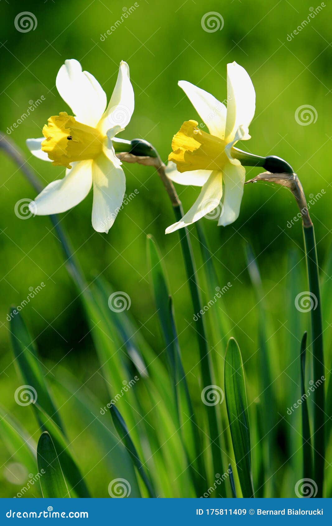 水仙花在春季的植物中 也被称为野水仙或百合库存图片 图片包括有水仙 照亮 摄影 开花的 百合