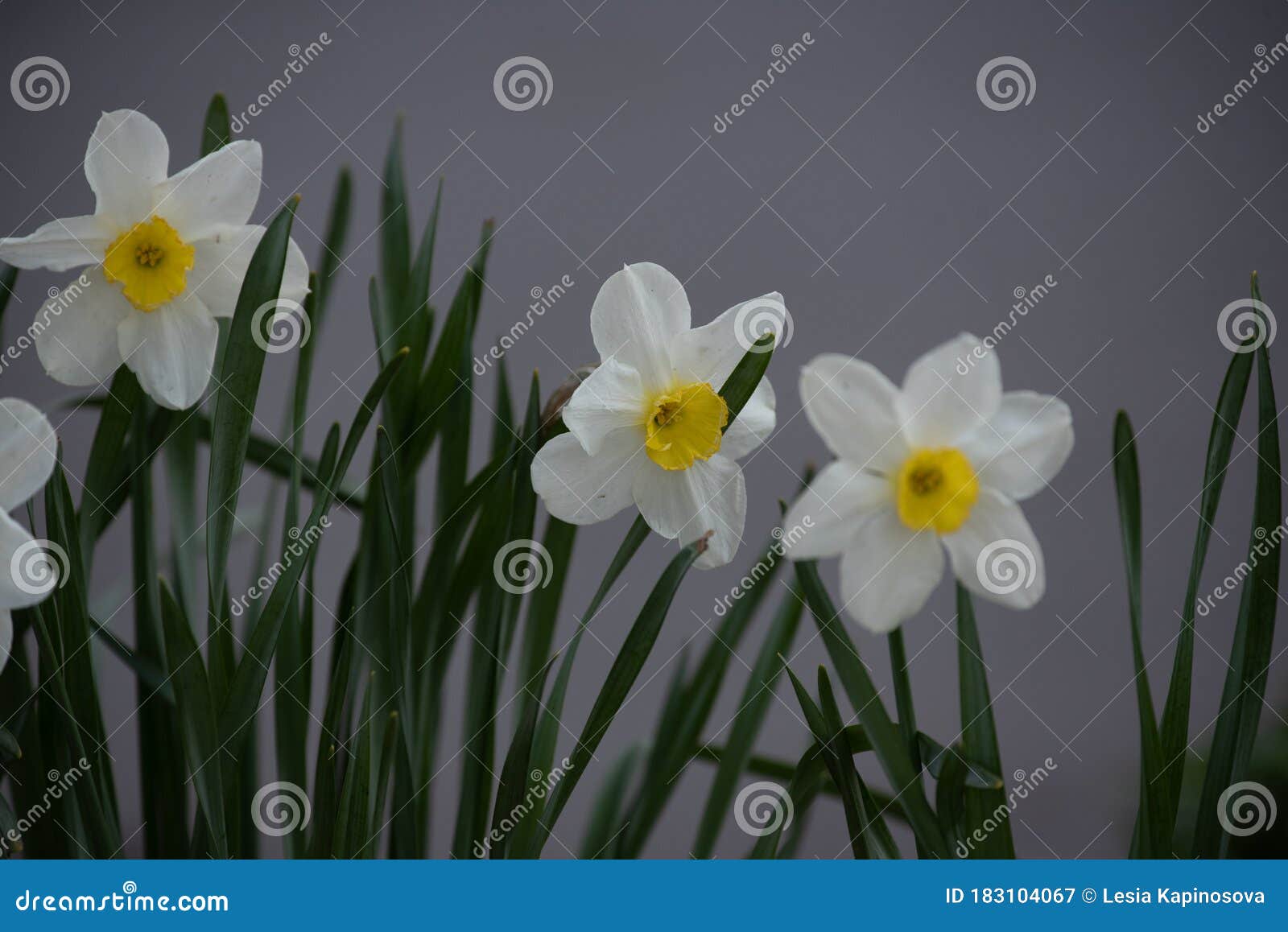 水仙花水仙花库存图片 图片包括有绽放 五颜六色 花束 季节性 自然 花卉 开花 开花的