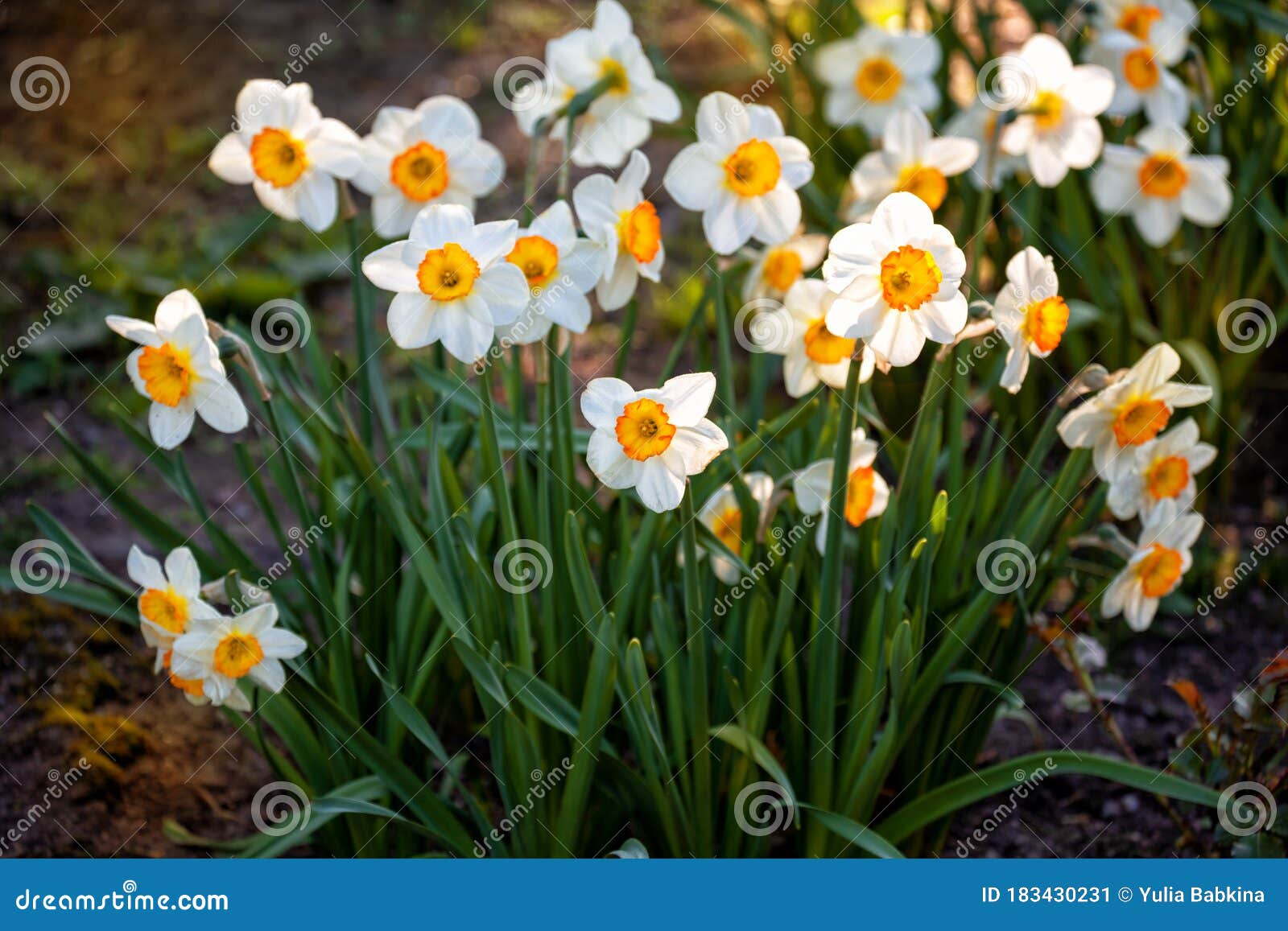 水仙花库存图片 图片包括有从事园艺 花瓣 草本 春天 一堆 照亮 季节 背包 开花的