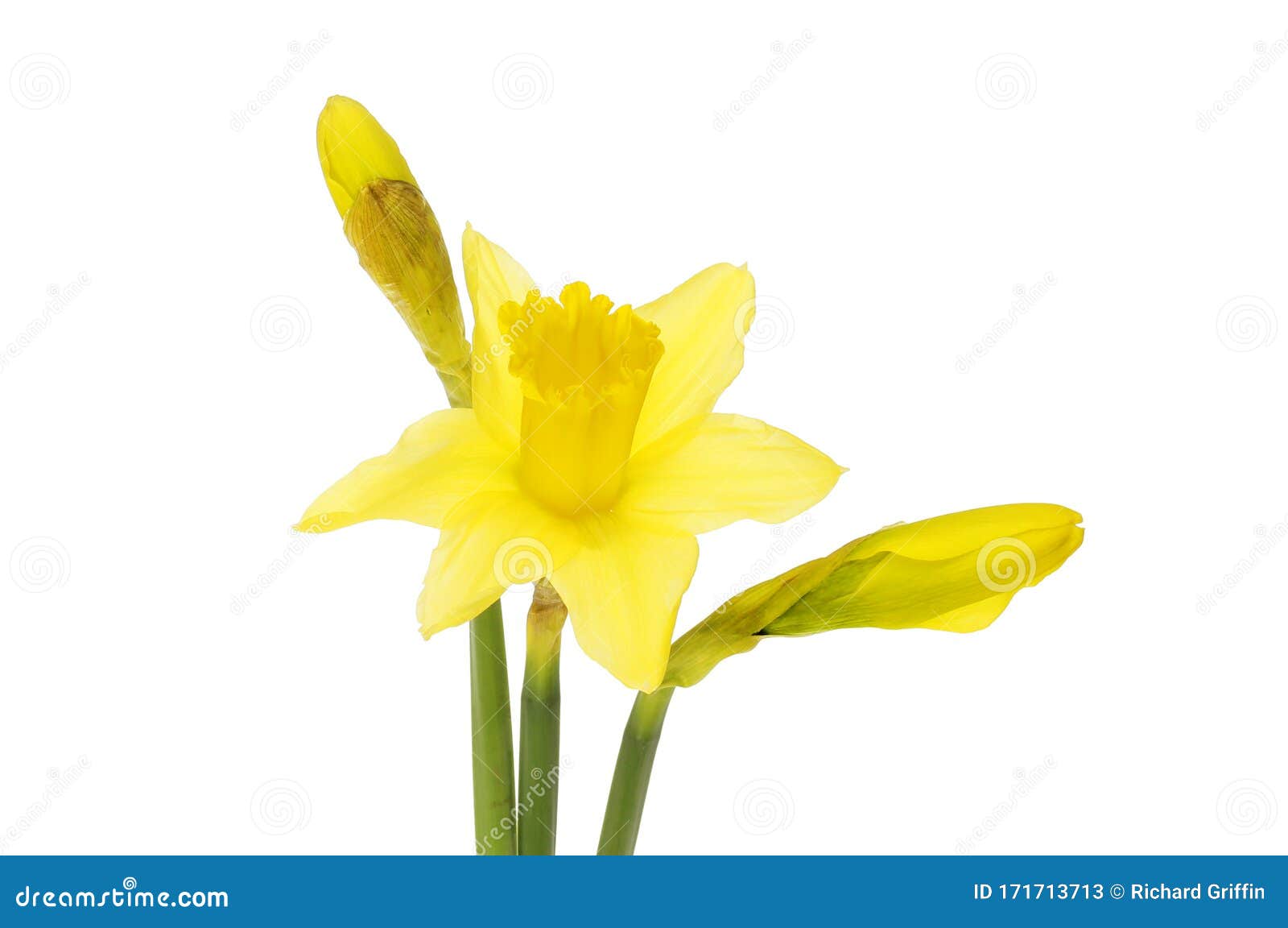 水仙花库存图片 图片包括有工厂 黄水仙 花卉 空白 黄色 新鲜 玻色子 水仙 背包 水仙花库存图片 图片包括有工厂 黄水仙 花卉 空白 黄色 新鲜 玻色子 水仙 背包