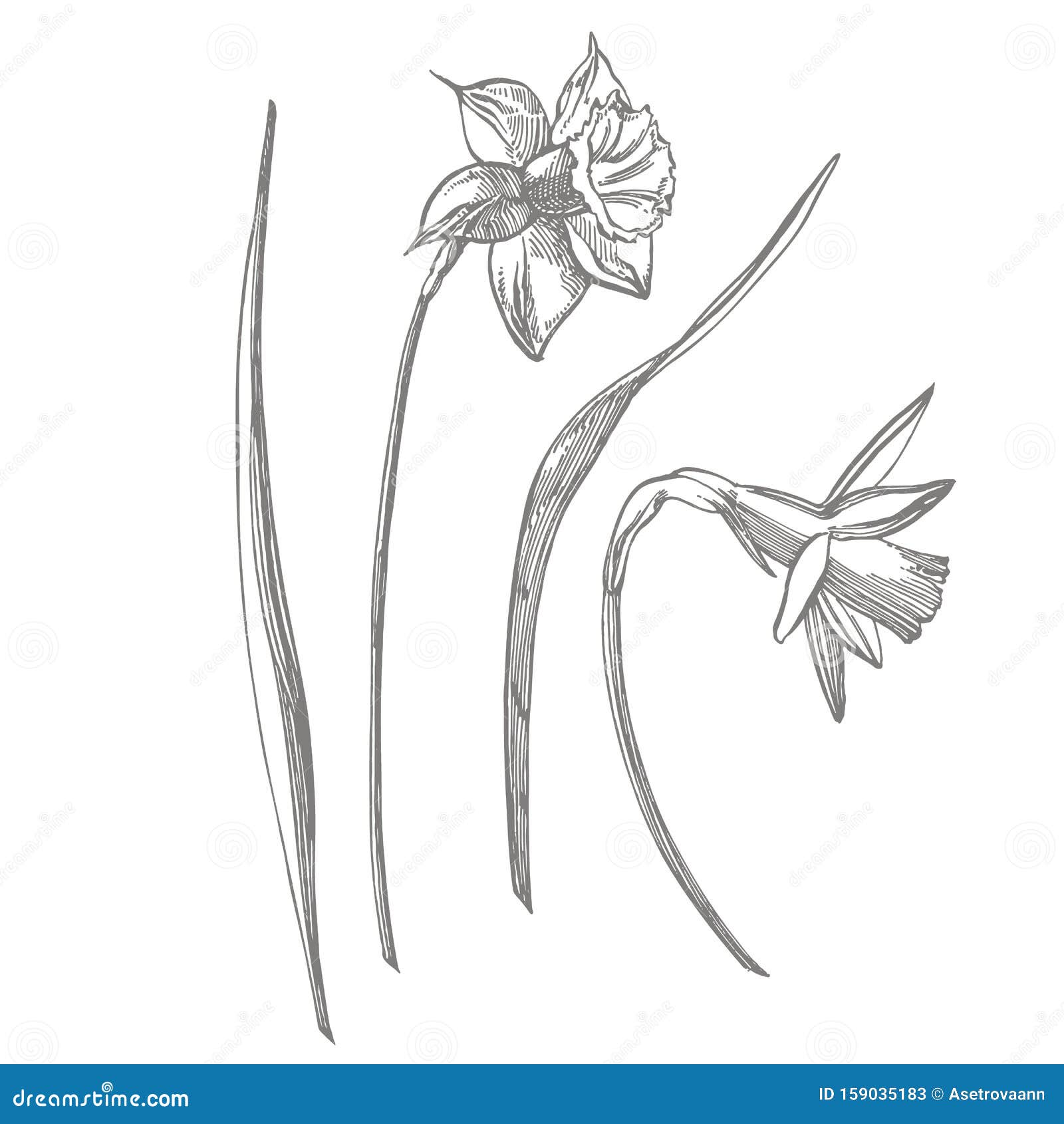 水仙花黑白水仙草手绘植物向量例证 插画包括有 水仙花黑白水仙草手绘植物向量例证 插画包括有