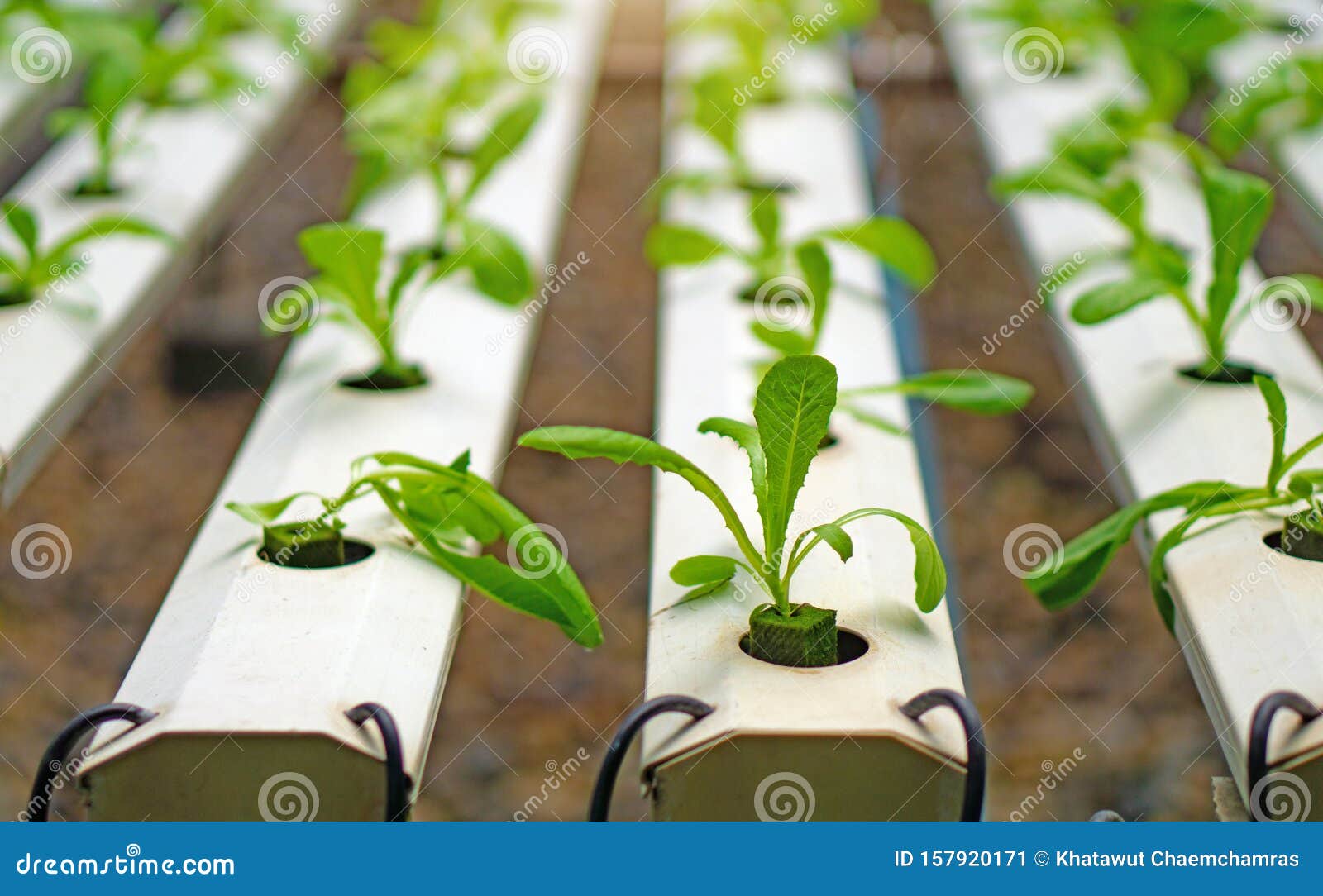 水培法或水培法是在植物所需的营养素中生长植物的方法 而不是土壤库存图片 图片包括有健康 庄稼
