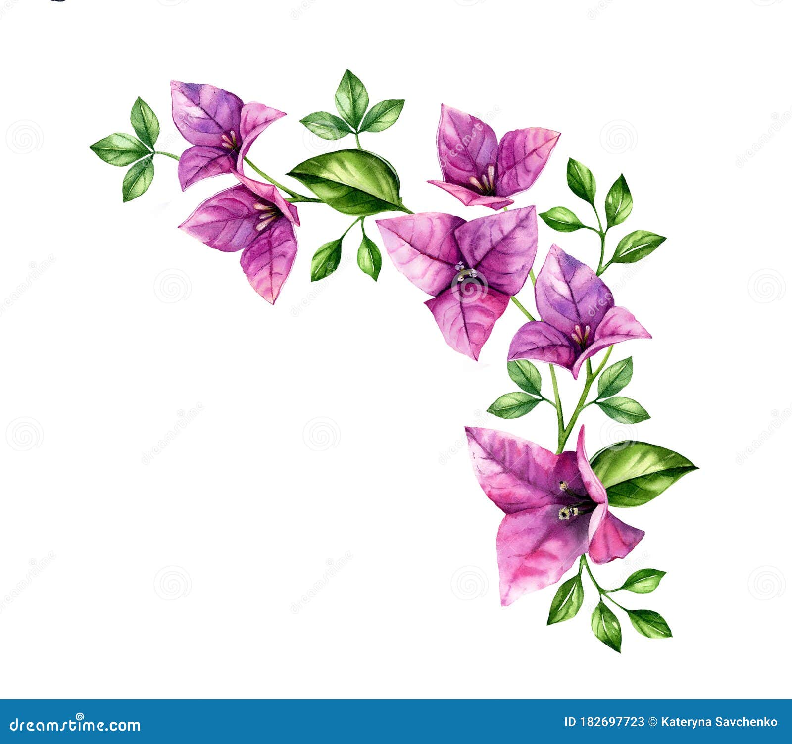 水彩九叶枝角设计元素紫色热带花手绘花库存图片 图片包括有绿色 玻色子 绿叶 春天 夏天
