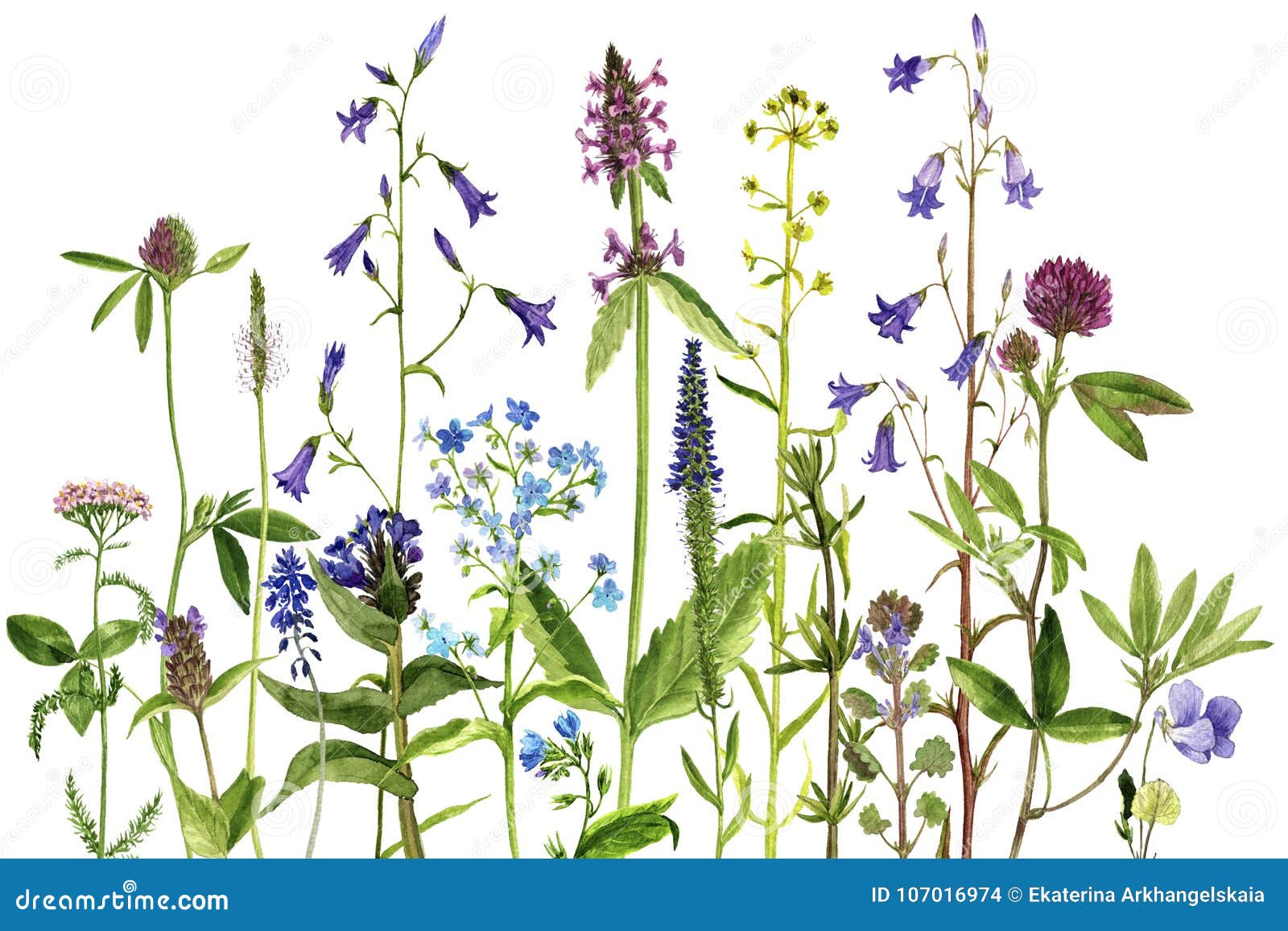 水彩图画花和植物库存例证 插画包括有 水彩图画花和植物库存例证 插画包括有