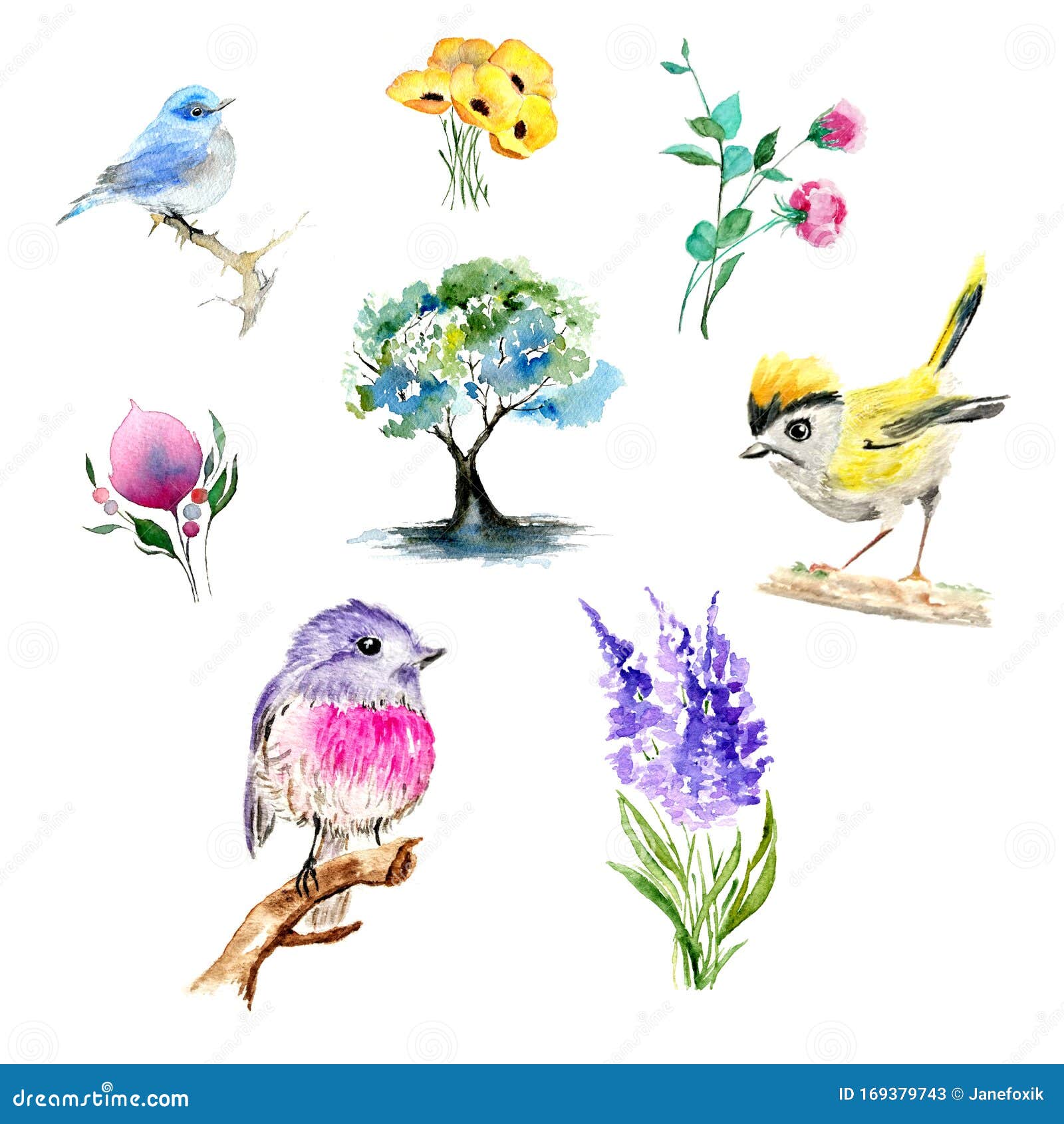 水彩插画春剪画集包括3幅鸟画 4幅花画和1幅树画库存例证 插画包括有上升了 羽毛 问候 看板卡 水彩插画春剪画集包括3幅鸟画 4幅花画和1幅树画库存例证 插画包括有上升了 羽毛 问候 看板卡