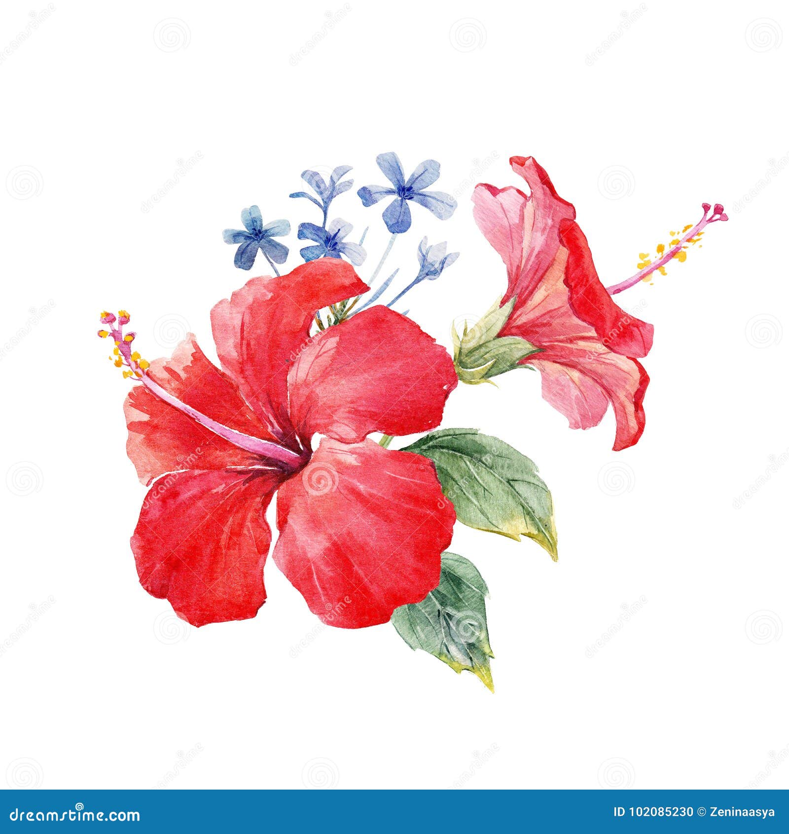 水彩木槿构成库存例证 插画包括有艺术 密林 普遍 时髦 装饰品 天堂 绘画 夹子