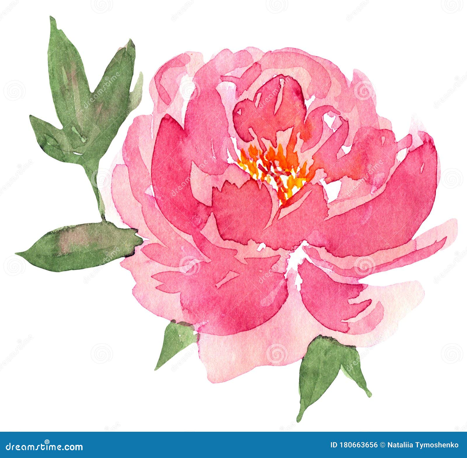 水彩松花叶粉红花牡丹玫瑰绿叶对于打印 图案 库存例证 插画包括有典雅 现有量 工厂 设计 水彩松花叶粉红花牡丹玫瑰绿叶对于打印 图案 库存例证 插画包括有典雅 现有量 工厂 设计