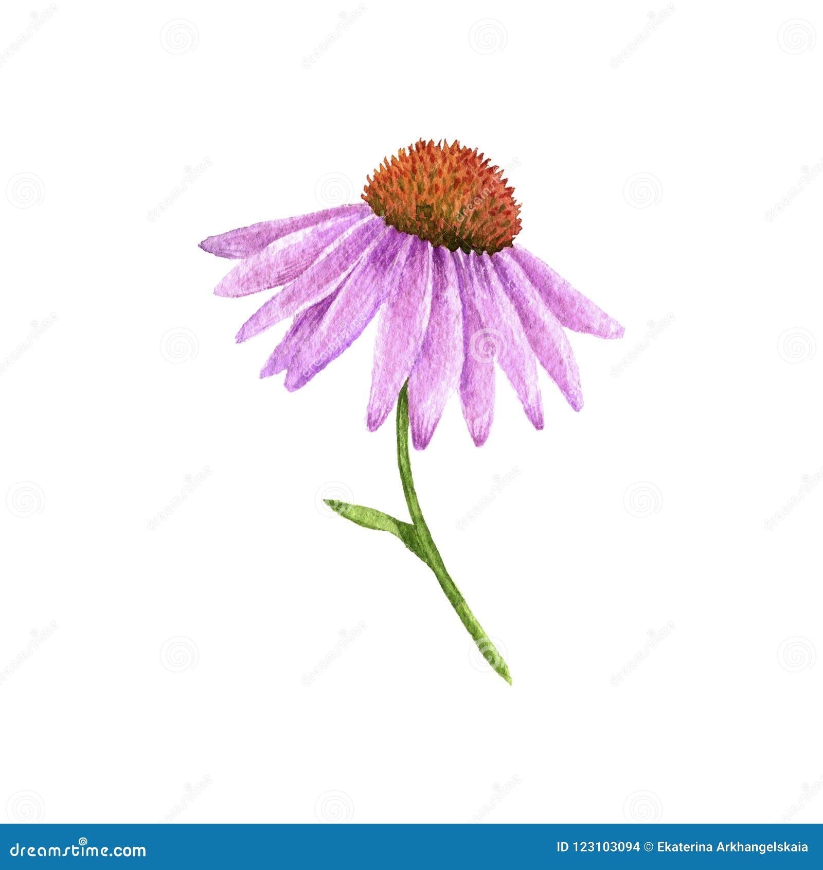 水彩海胆亚目图画花库存例证 插画包括有花卉 庭院 雏菊 花瓣 成份 医学 玻色子 有机