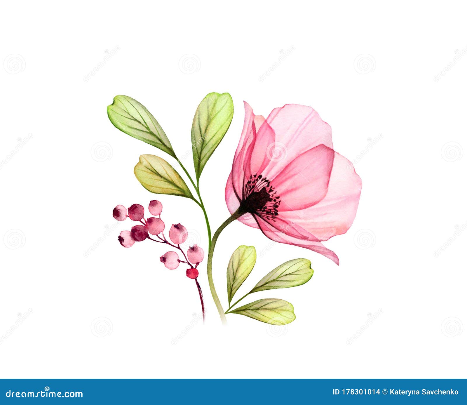 水彩玫瑰花一种在白色上分离的带叶子和浆果的透明花手绘画画库存例证 插画包括有粉红色 花卉 水彩玫瑰花一种在白色上分离的带叶子和浆果的透明花手绘画画库存例证 插画包括有粉红色 花卉