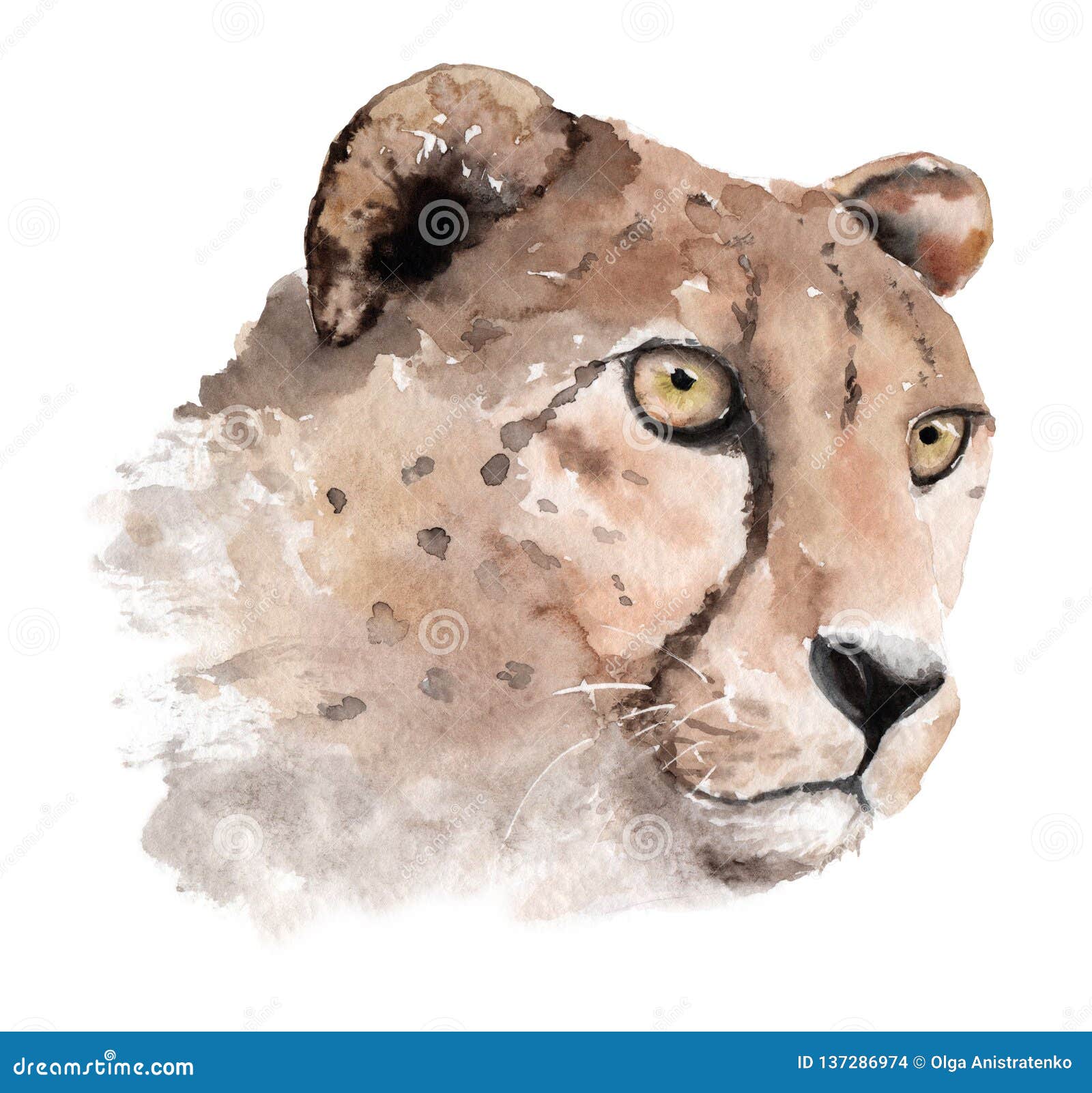 水彩画的动物猎豹 头 枪口 剪影库存例证 插画包括有闹事 破擦声 纵向 查出 颜色 野生生物 水彩画的动物猎豹 头 枪口 剪影库存例证 插画包括有闹事 破擦声 纵向 查出 颜色 野生生物