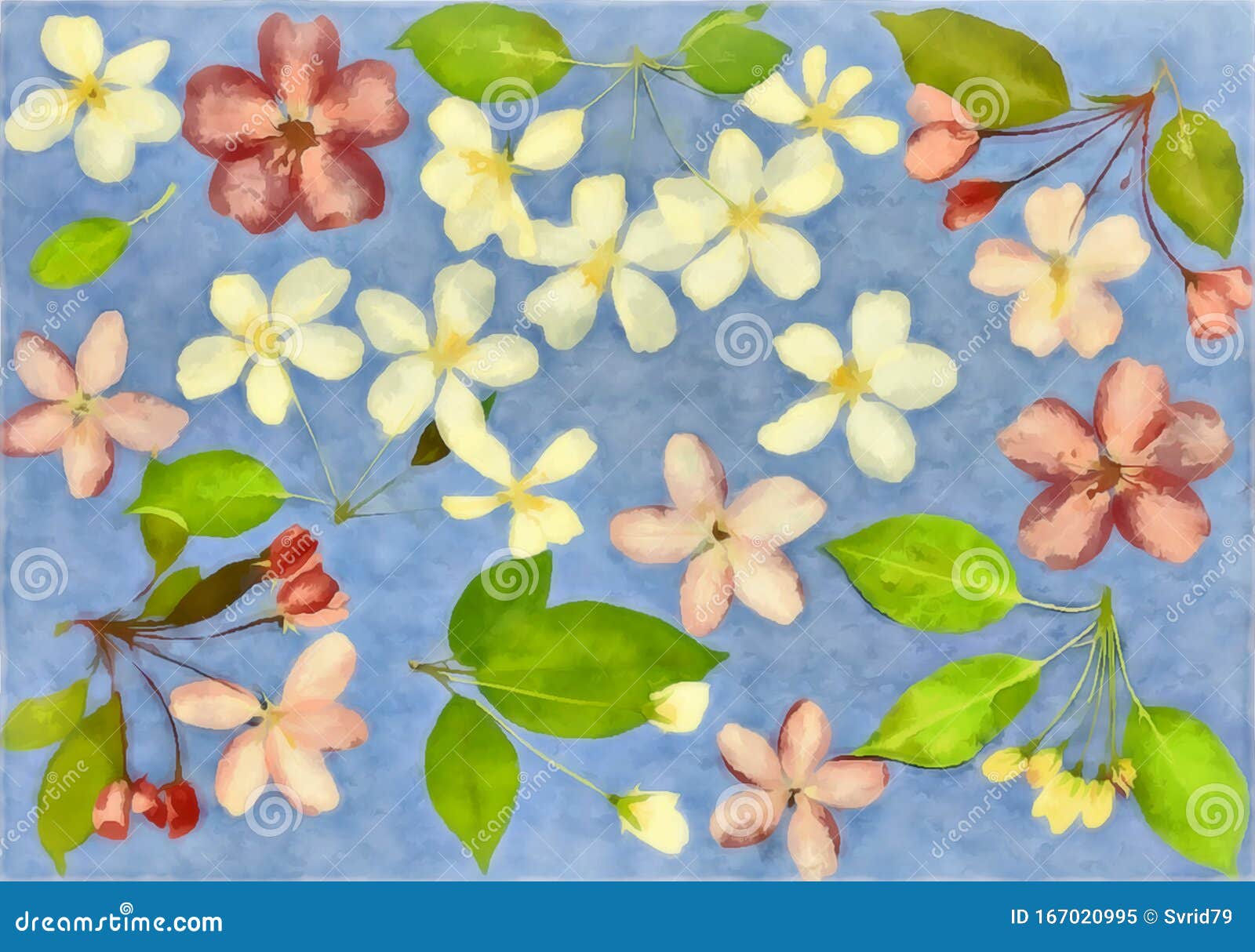 水彩画花卉水彩背景水彩苹果树花花苹果树花型库存例证 插画包括有芬芳 模式 位置 例证 水彩画花卉水彩背景水彩苹果树花花苹果树花型库存例证 插画包括有芬芳 模式 位置 例证