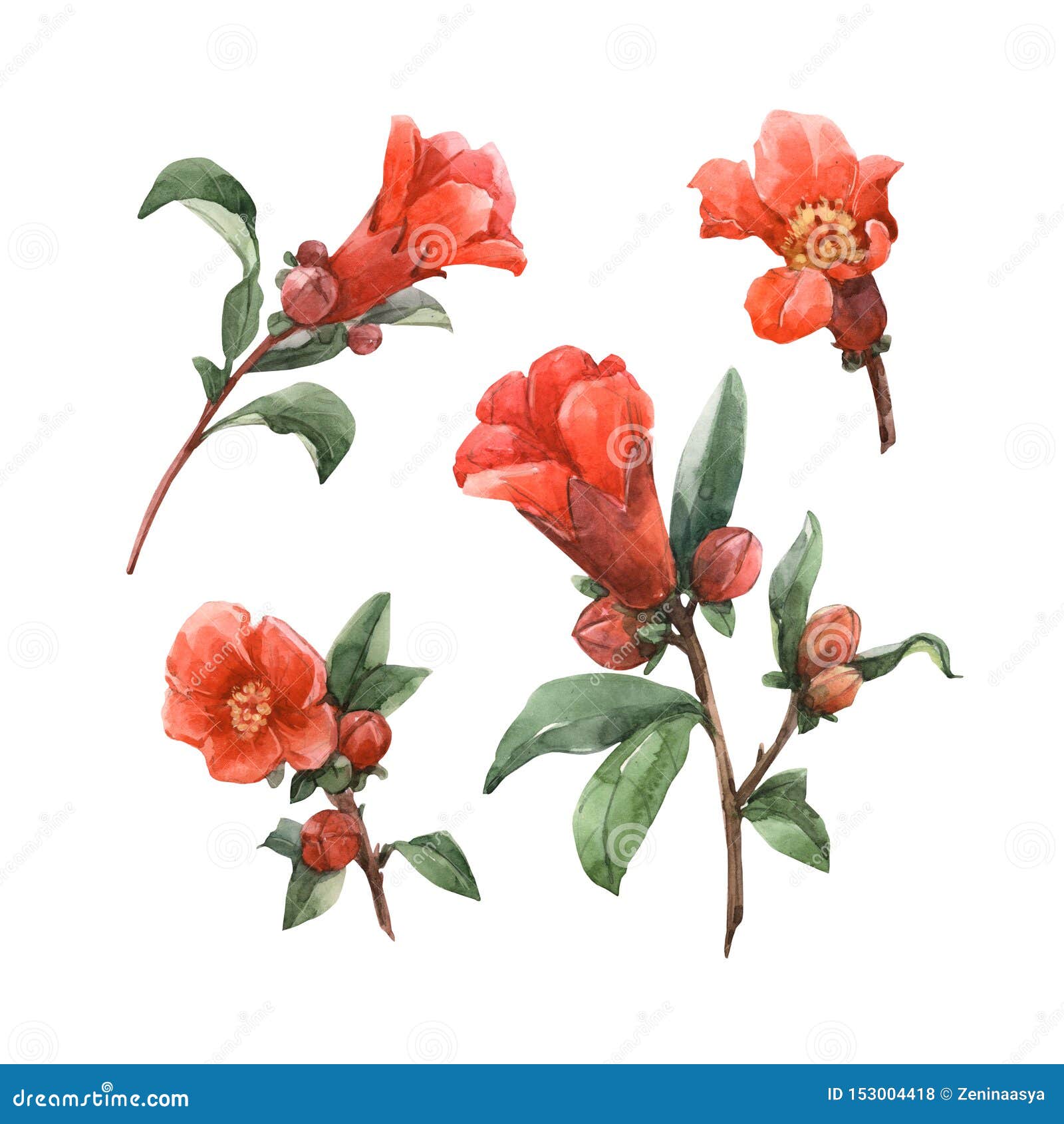 水彩石榴花库存例证 插画包括有掌上型计算机 现有量 夏天 夹子 玻色子 工厂 自然 水彩石榴花库存例证 插画包括有掌上型计算机 现有量 夏天 夹子 玻色子 工厂 自然
