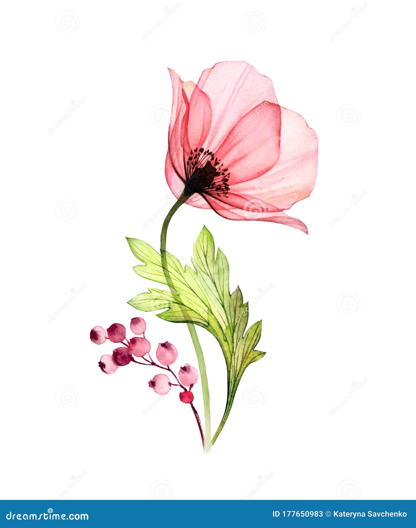水彩罂粟花一种在白色上分离的带叶子和浆果的透明花手绘画画库存例证 插画包括有可实现 例证 水彩罂粟花一种在白色上分离的带叶子和浆果的透明花手绘画画库存例证 插画包括有可实现 例证