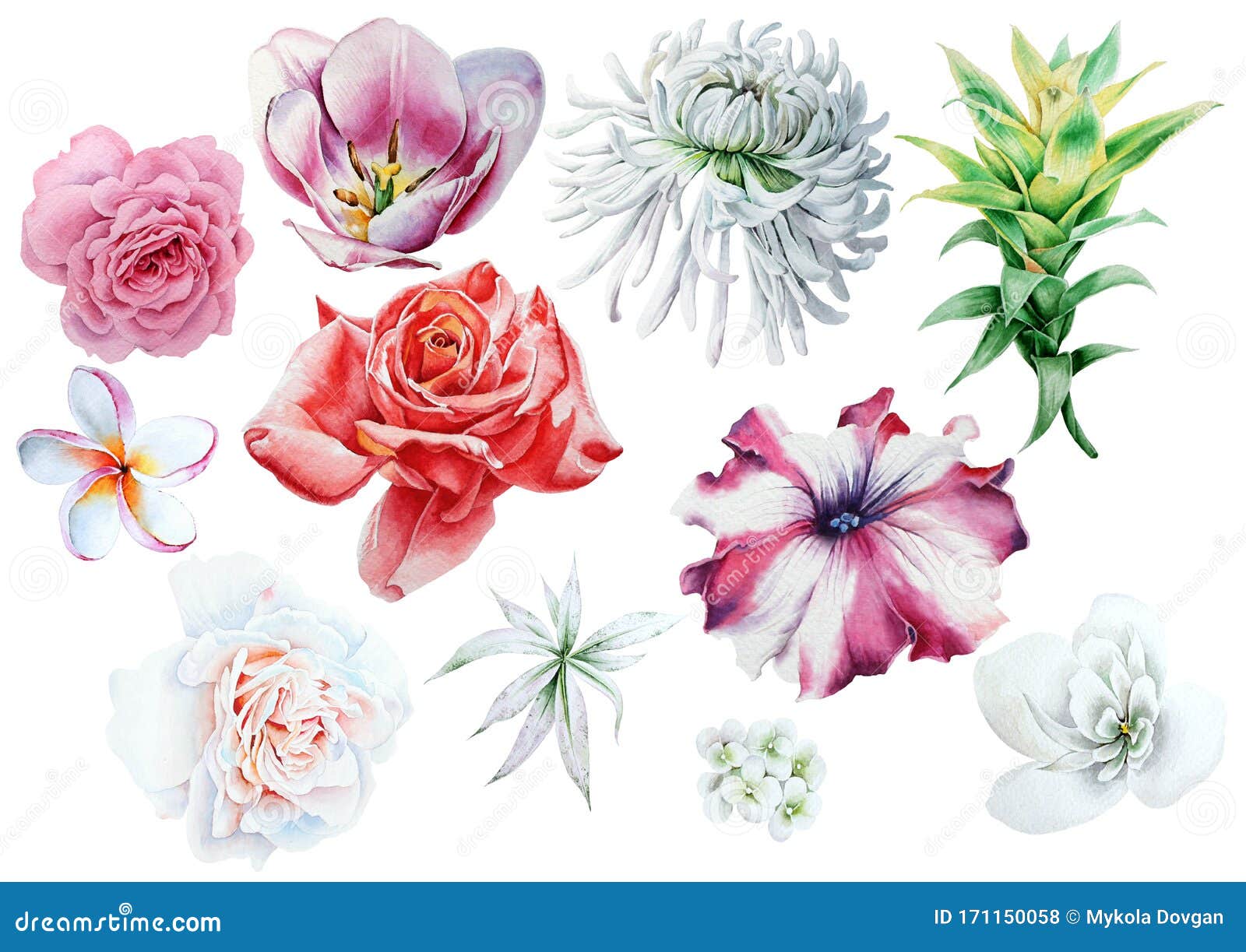水彩花手绘库存例证 插画包括有高雅 例证 菊花 工厂 邀请 方式 上升了 艺术 水彩花手绘库存例证 插画包括有高雅 例证 菊花 工厂 邀请 方式 上升了 艺术