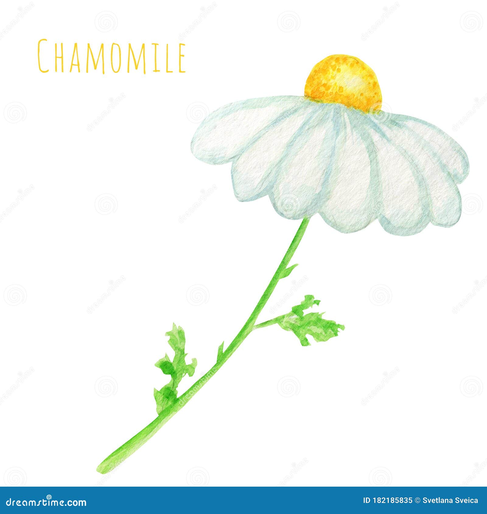 水彩菊花插图白背景中的手绘植物草药夏令时库存例证 插画包括有本质 图画 装饰 庭院 春黄菊