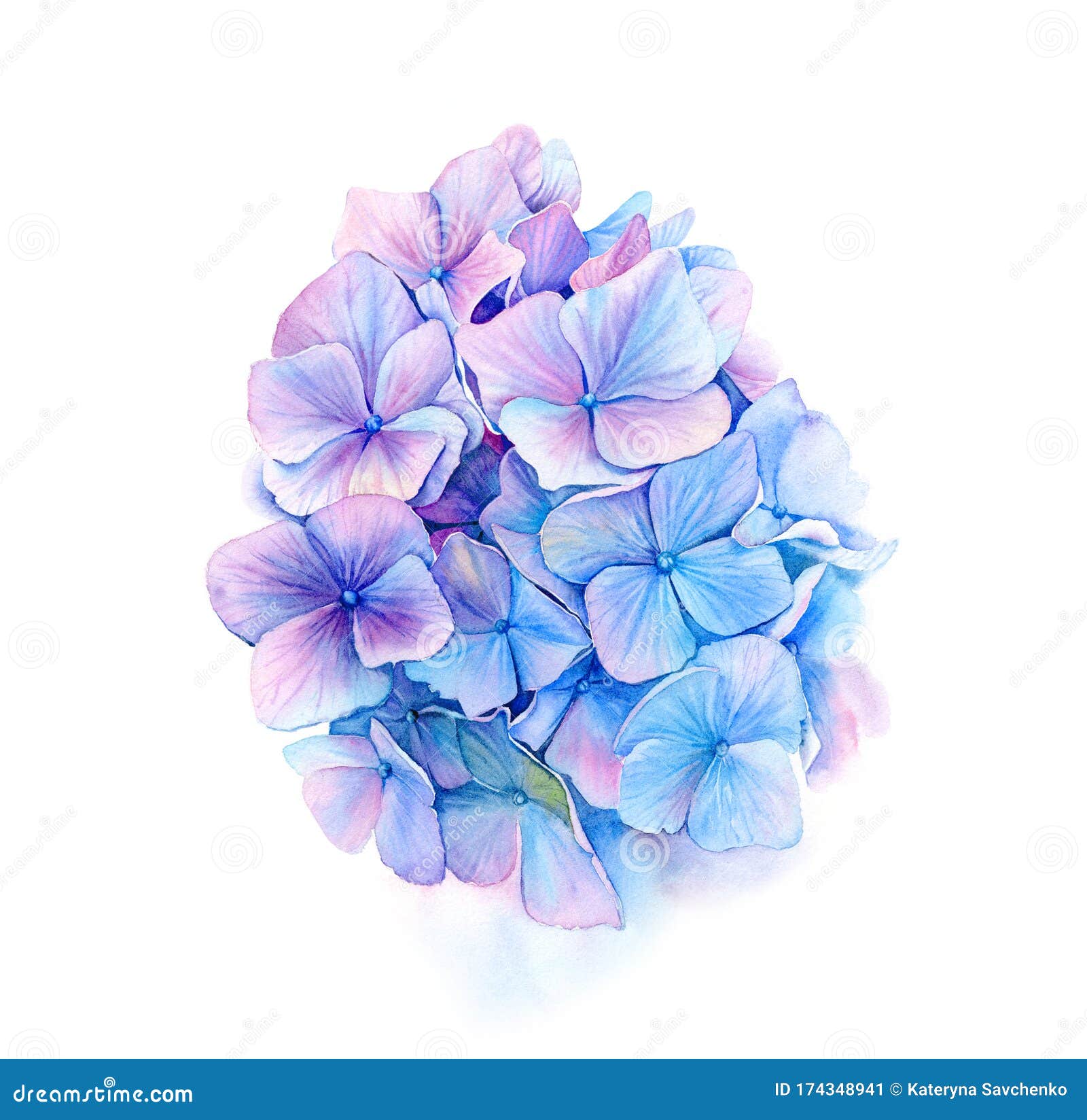 水彩蓝绣球细花鲜艳的青绿色和紫色手绘花库存例证 插画包括有阿拉斯加 绿松石 淡色 可实现 水彩蓝绣球细花鲜艳的青绿色和紫色手绘花库存例证 插画包括有阿拉斯加 绿松石 淡色 可实现