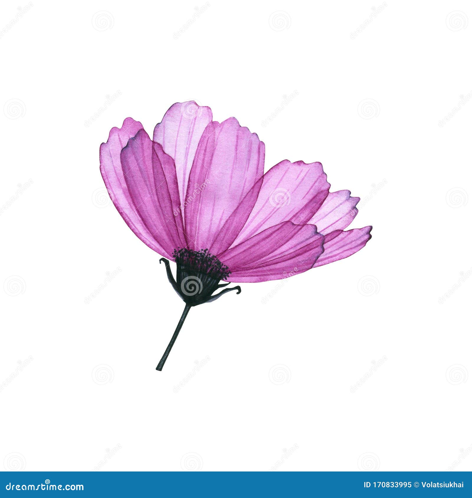 水彩透明宇宙花手绘图库存例证 插画包括有织品 丁香 徽标 卖花人 装饰 本质 设计 水彩透明宇宙花手绘图库存例证 插画包括有织品 丁香 徽标 卖花人 装饰 本质 设计