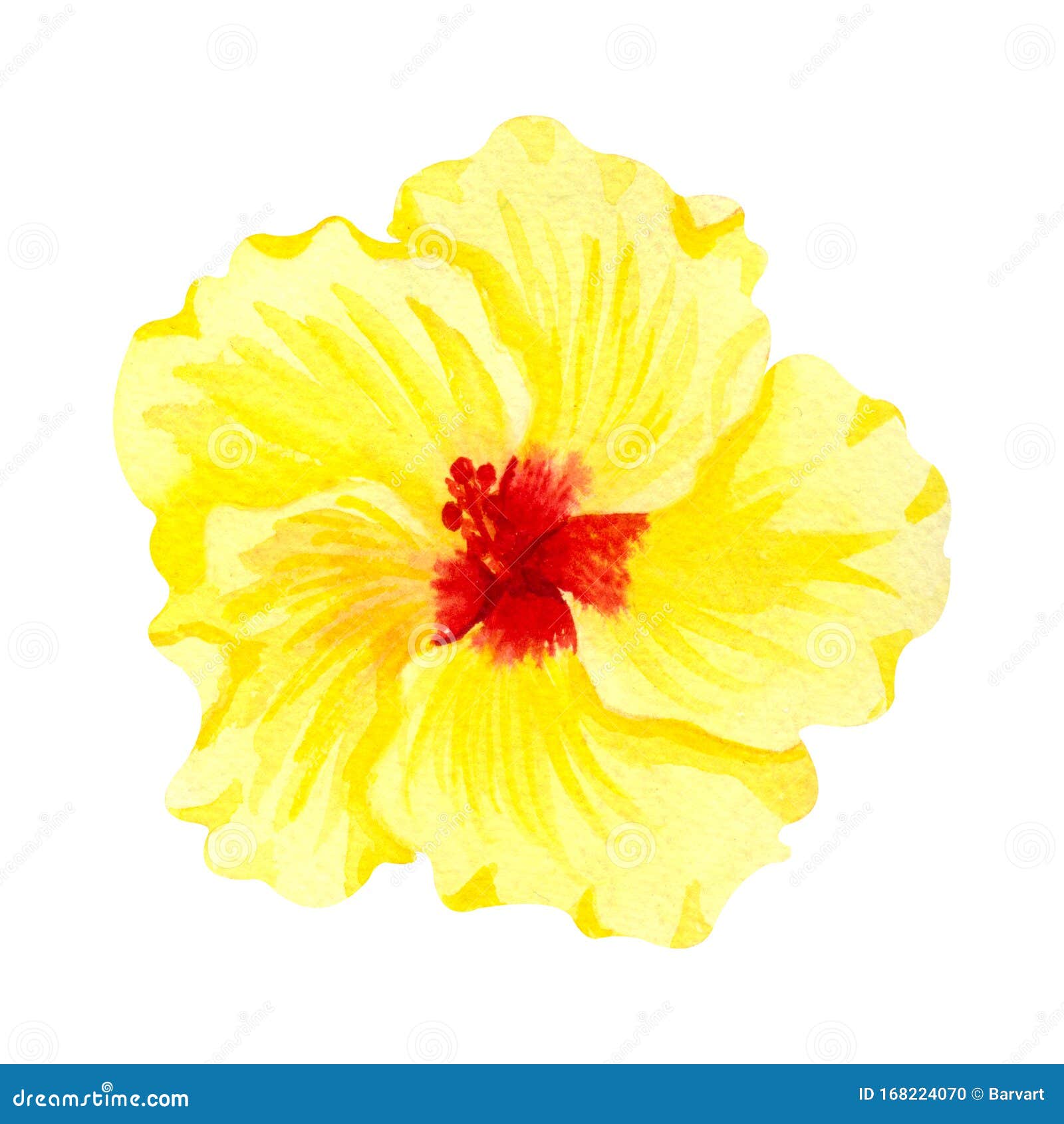 水彩黄芙蓉 热带花白色背景中手绘的大阳光花隔离器库存例证 插画包括有开花 自然 庭院 绽放 水彩黄芙蓉 热带花白色背景中手绘的大阳光花隔离器库存例证 插画包括有开花 自然 庭院 绽放