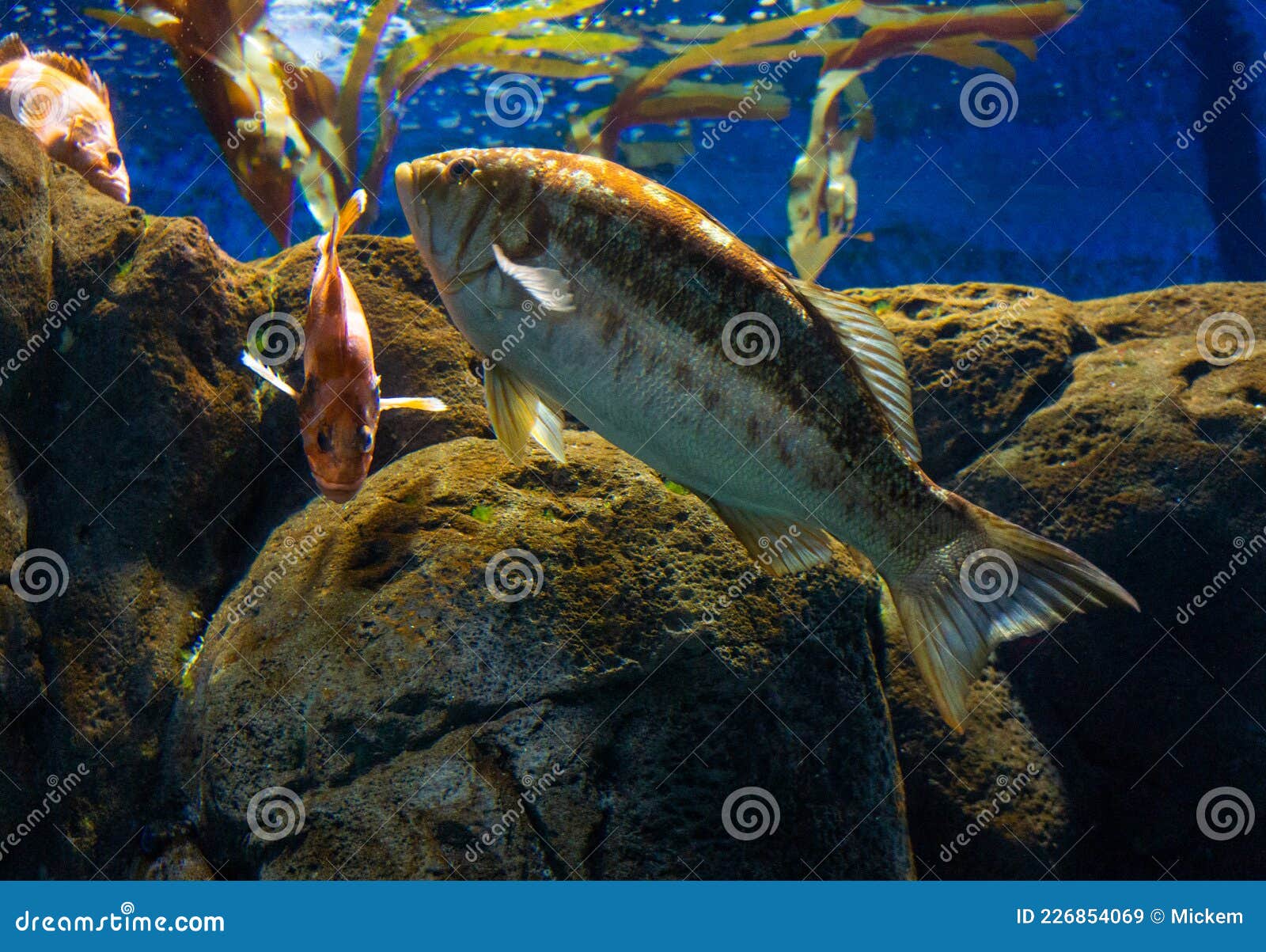 水族岩鱼平鲉鱼学校库存图片 图片包括有重要 海岸 独奏 体育运动 系列 海洋 飞翅