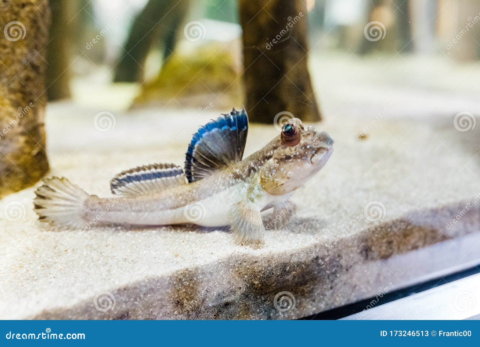 水族箱中的鱼泥板或突眼野蛮库存图片 图片包括有异常 金黄 宏指令 文本 沼泽地 敌意