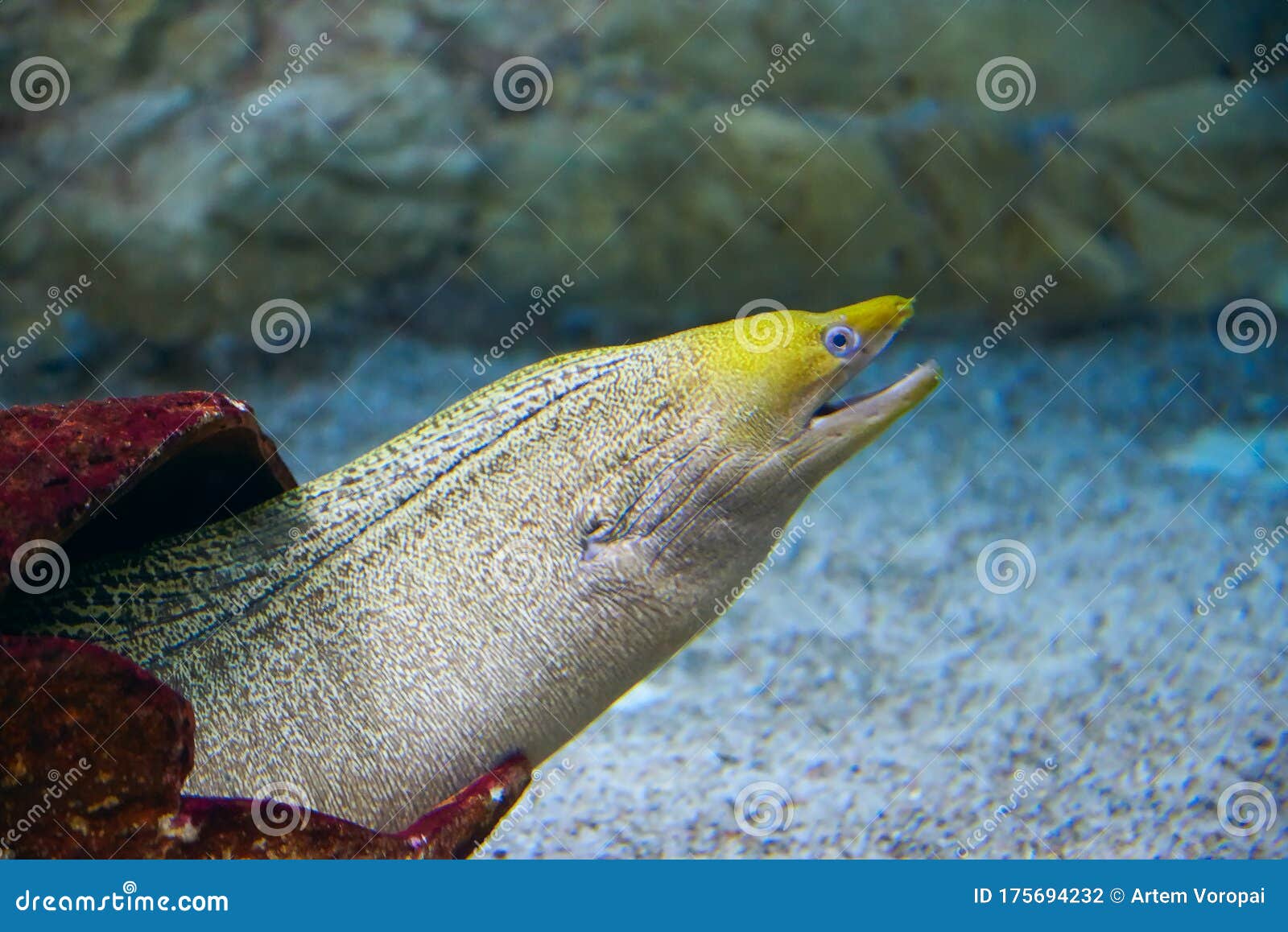 水族箱水中的水刺裸胸鳝库存照片 图片包括有水族馆 野火 深度 海运 热带 捕鱼 潜航 水族箱水中的水刺裸胸鳝库存照片 图片包括有水族馆 野火 深度 海运 热带 捕鱼 潜航