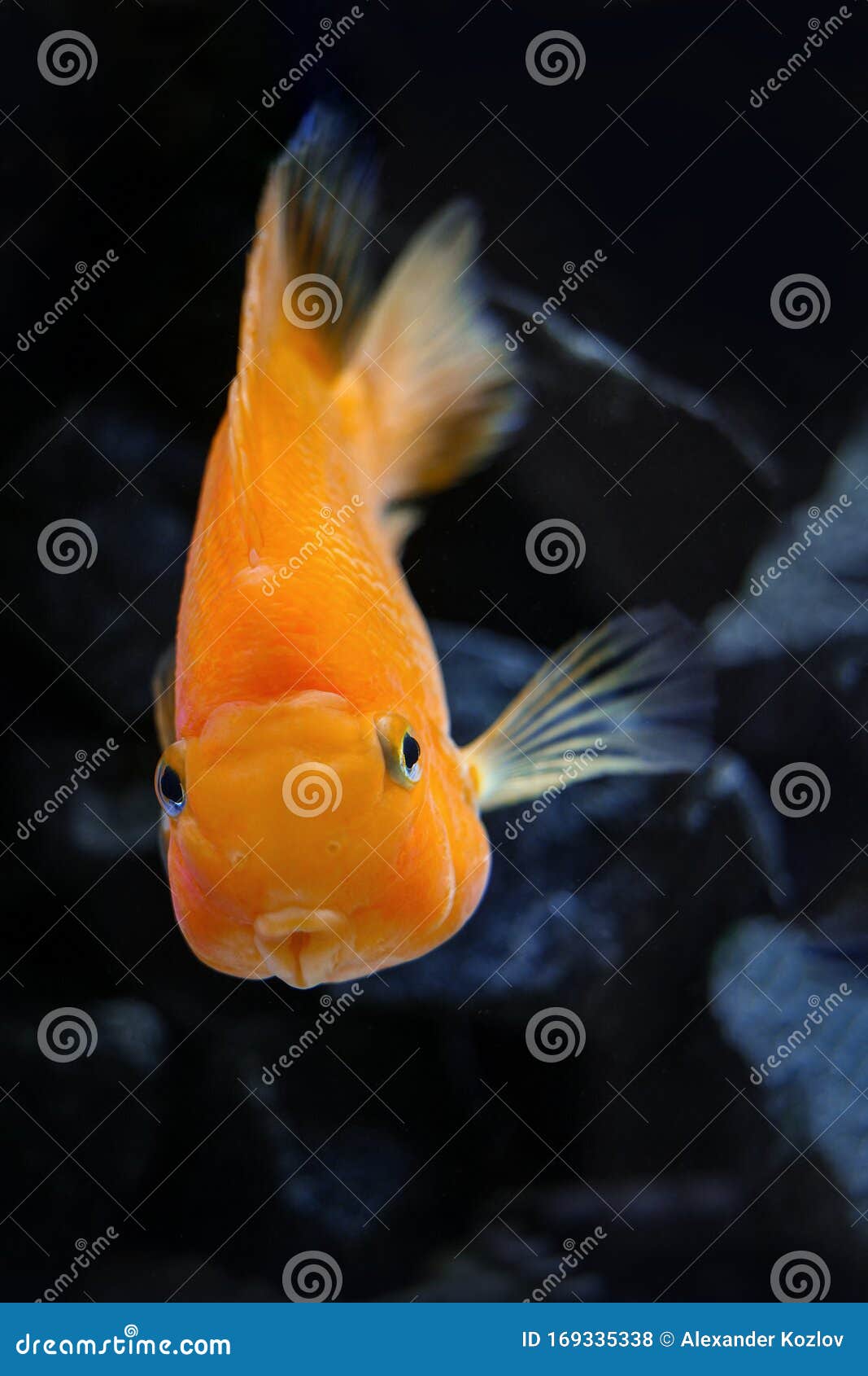 水族馆中的金鱼库存照片 图片包括有热带 金子 水色 圣诞节 坦克 浪漫 紫色 水族馆