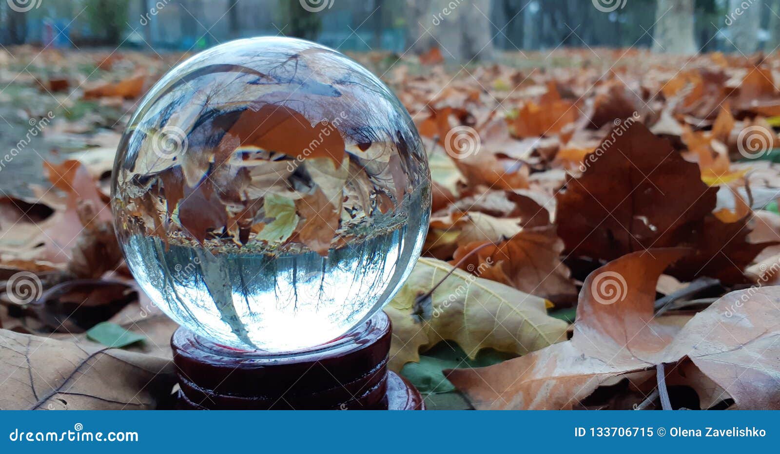 水晶球有自然背景透镜球有在公园的美丽的景色库存图片 图片包括有